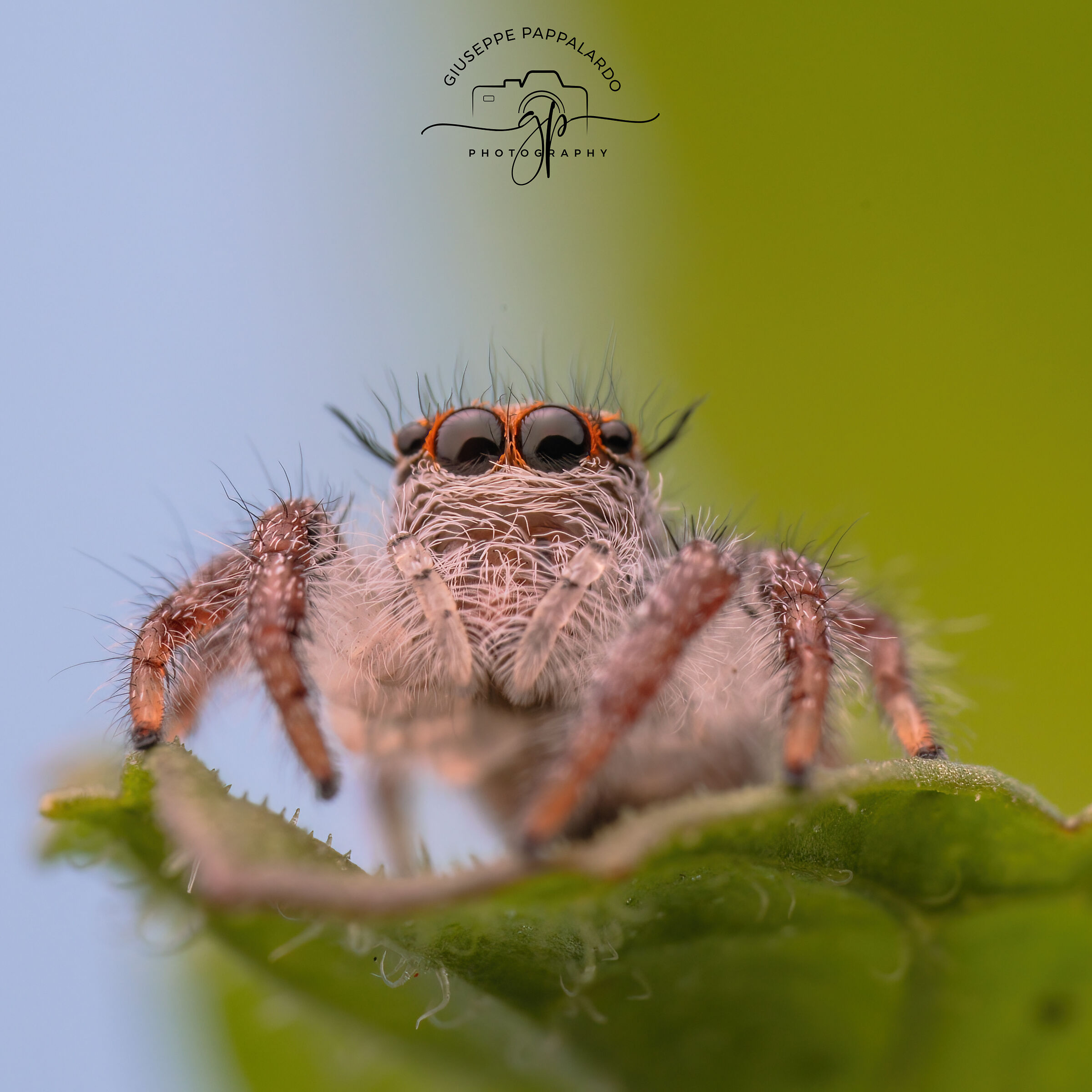 Hyllus Diardi
