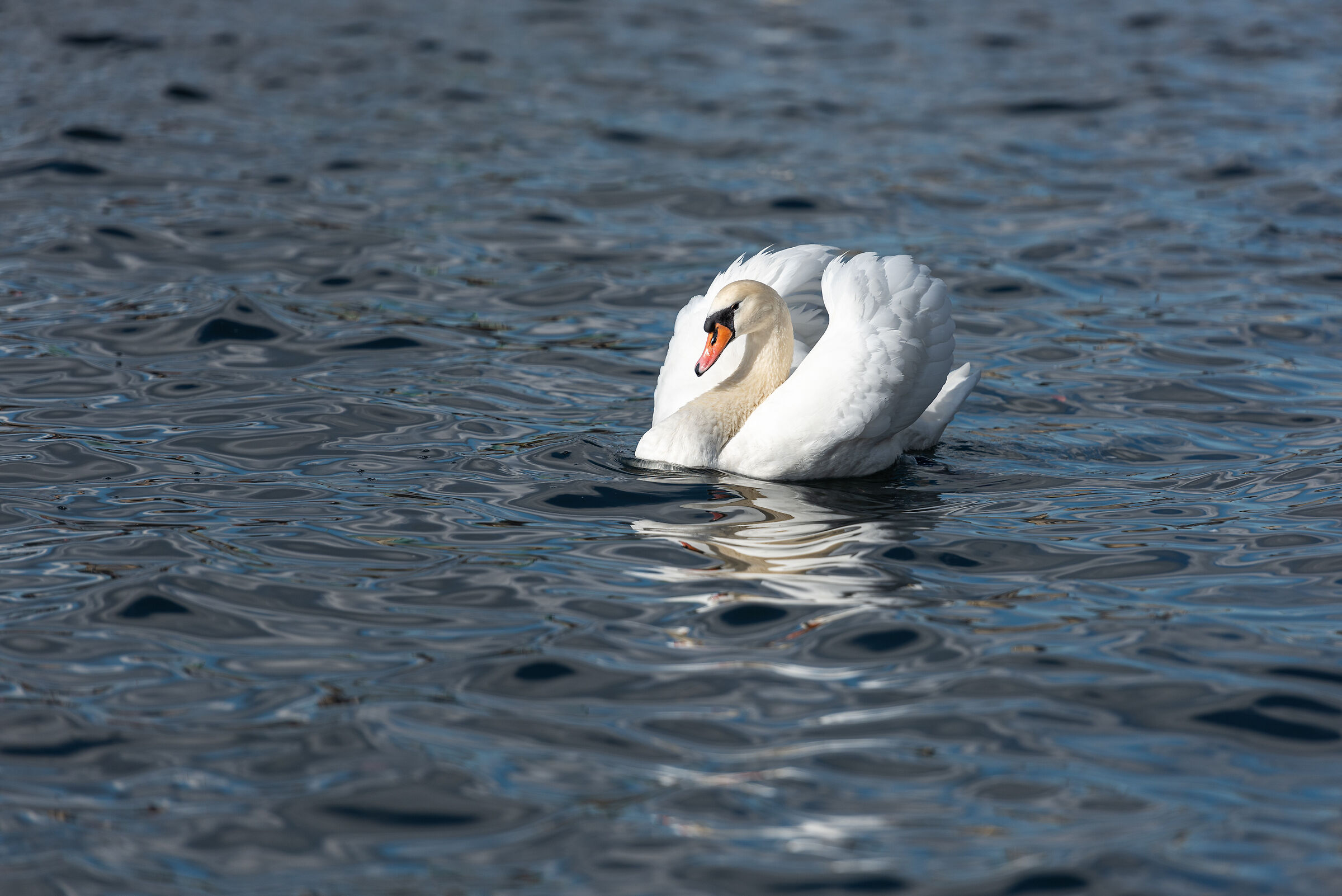 The swan