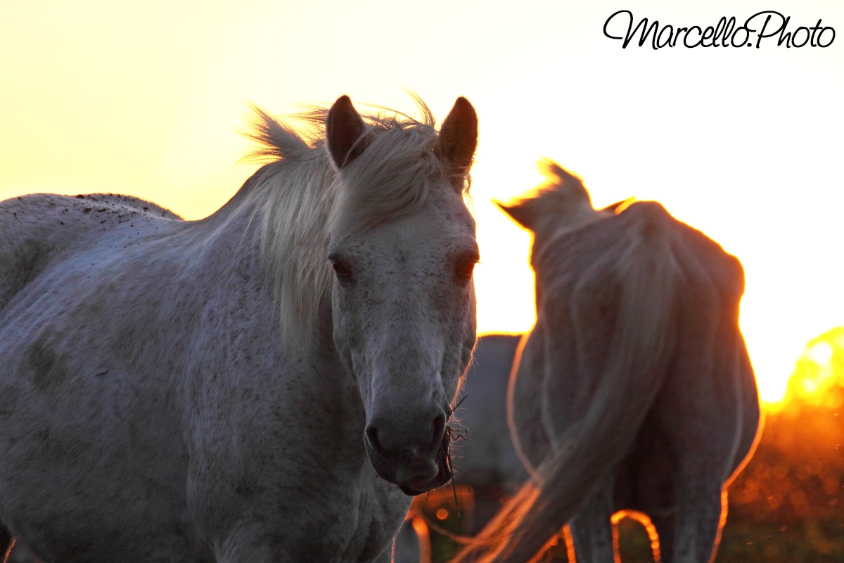 cavalli tramonto