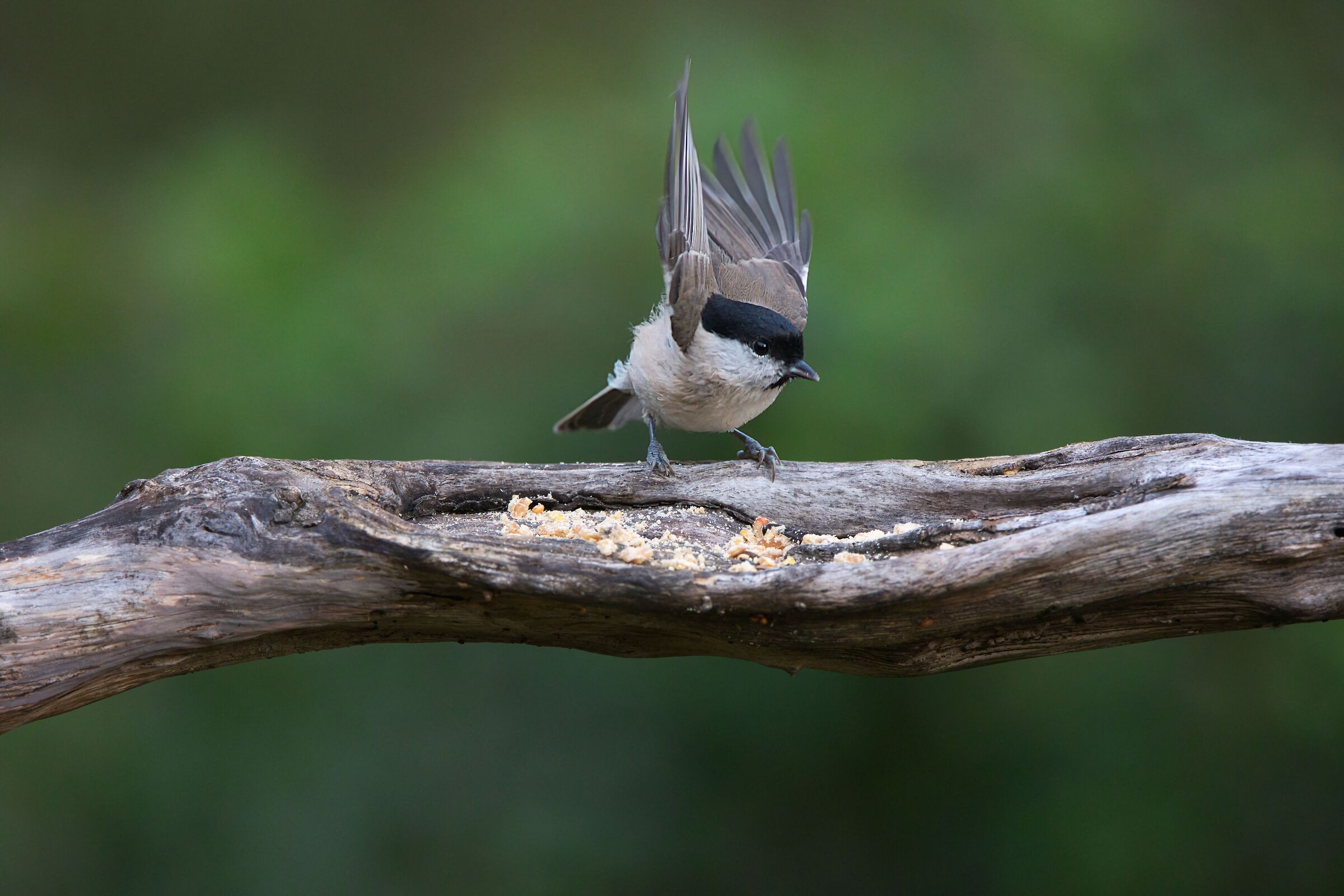 Ready.. departure.. viaaa