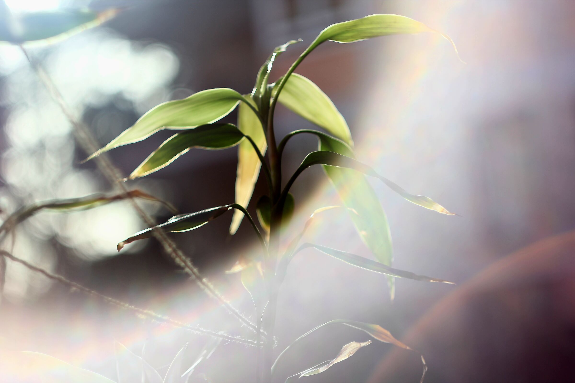 Light Games 2