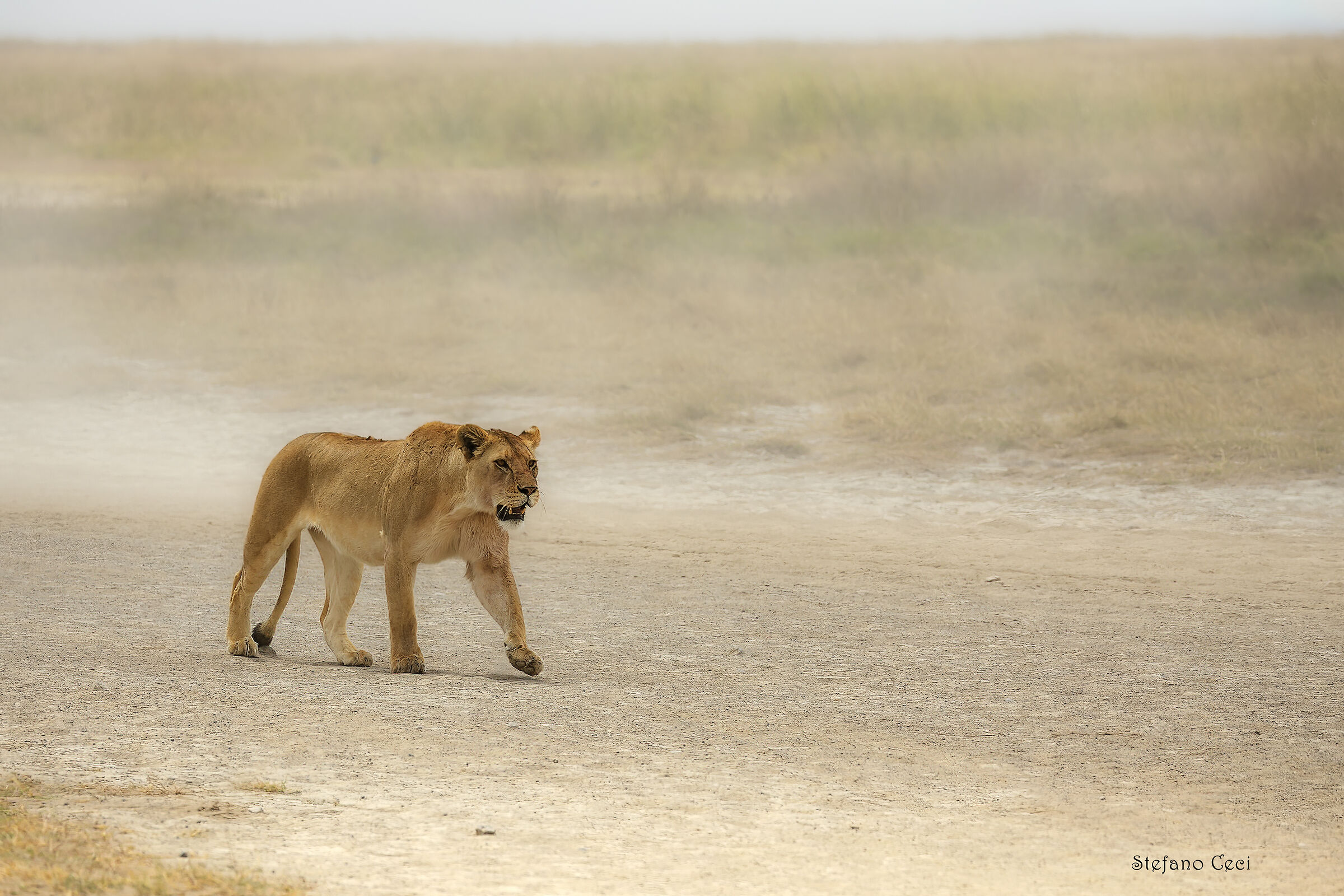 Lioness hunting in the Serengeti