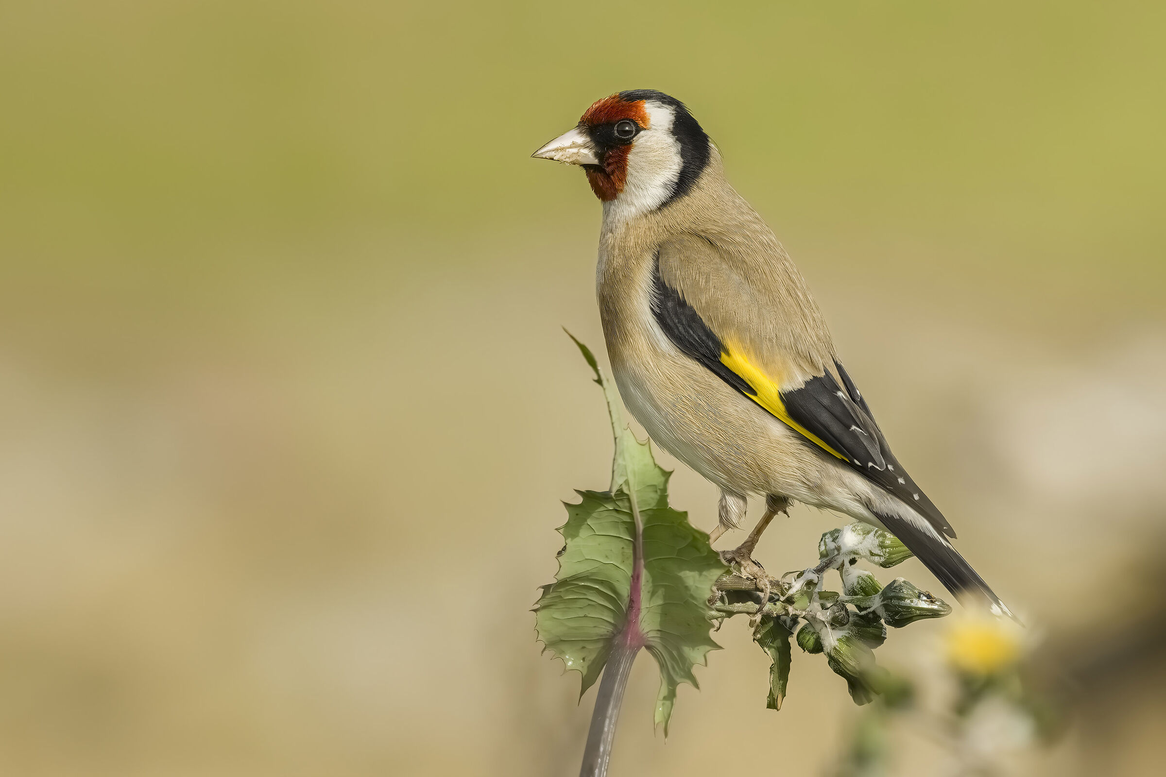 Cardellino