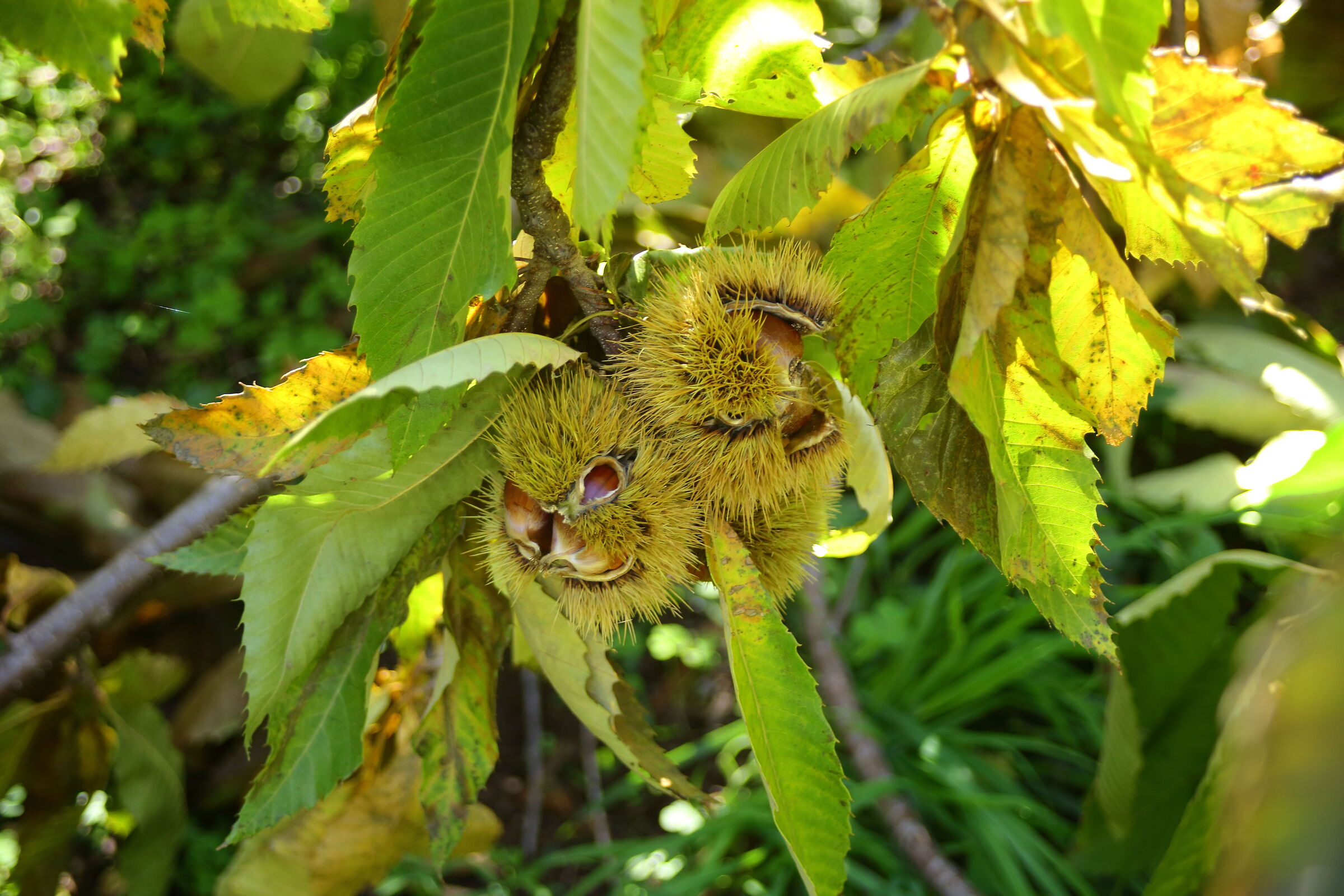 Hanging chestnuts