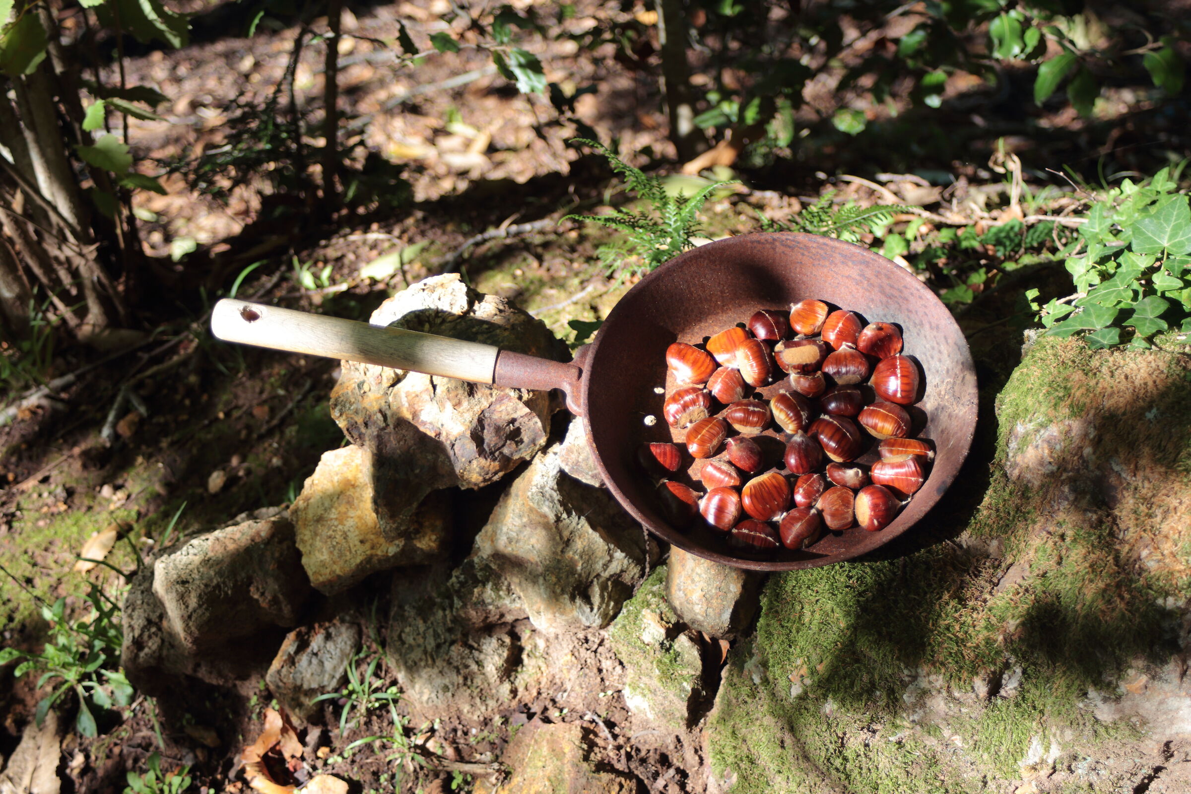 Chestnuts before treatment