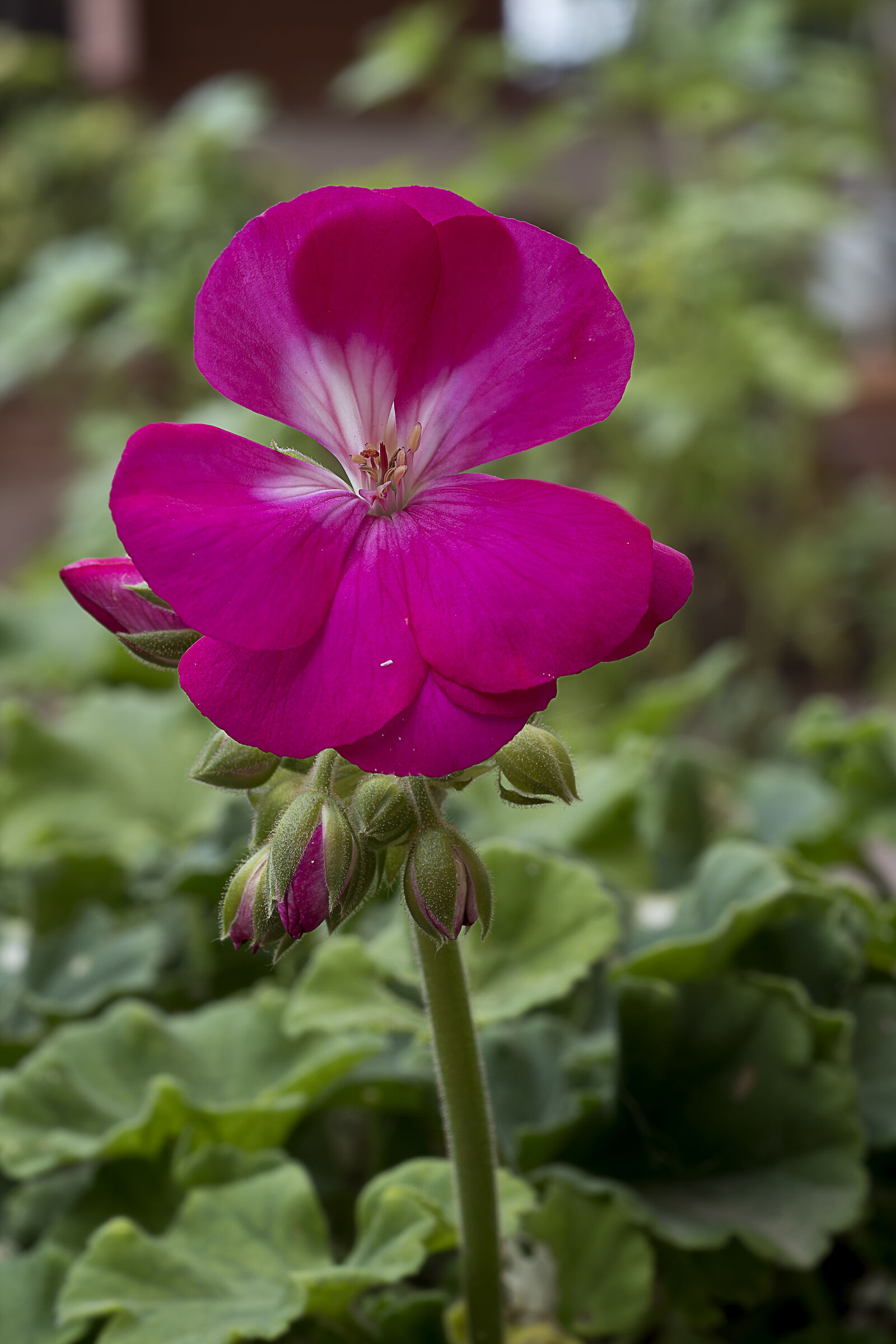 geranium