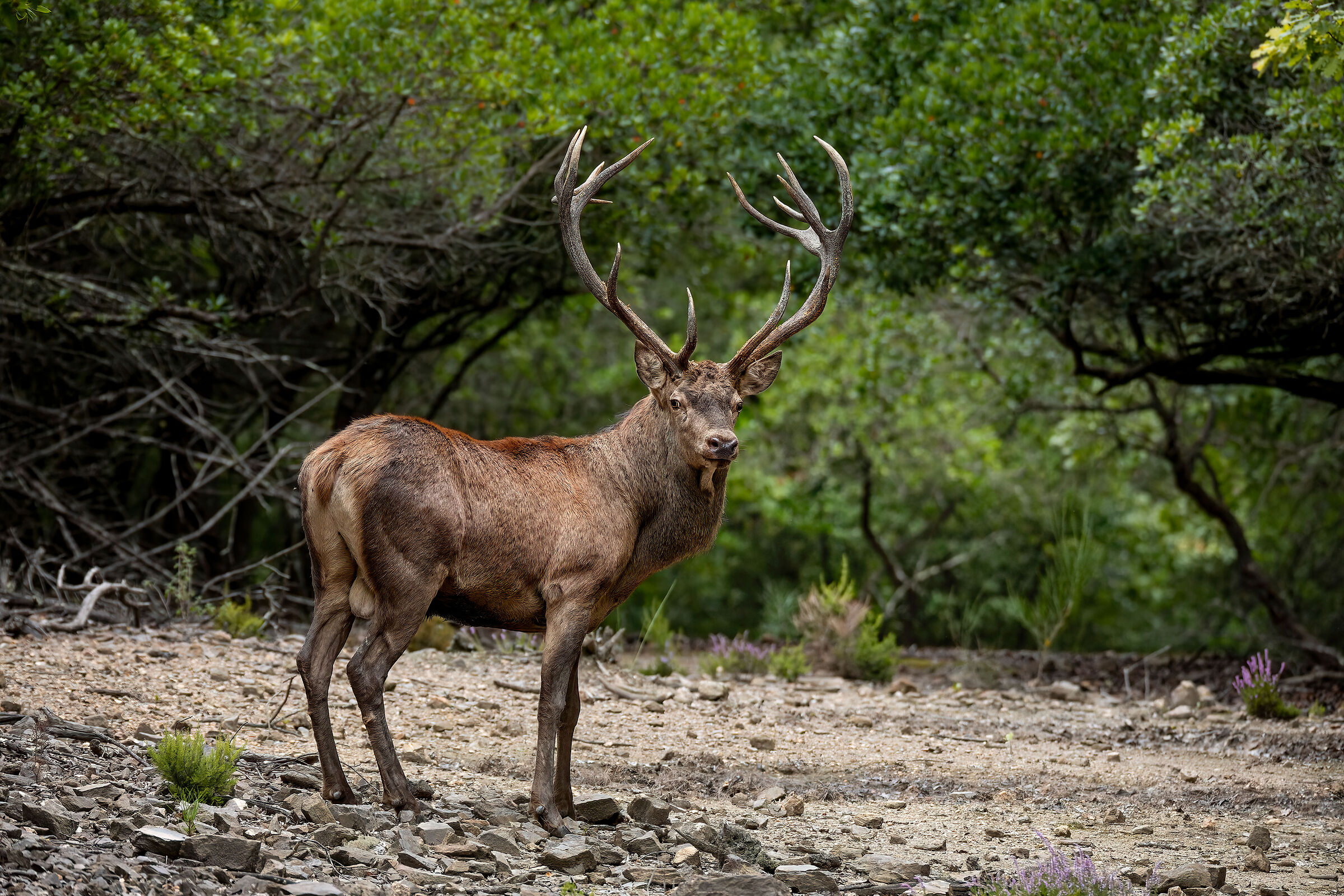 Roar of the Deer in the land of Siena