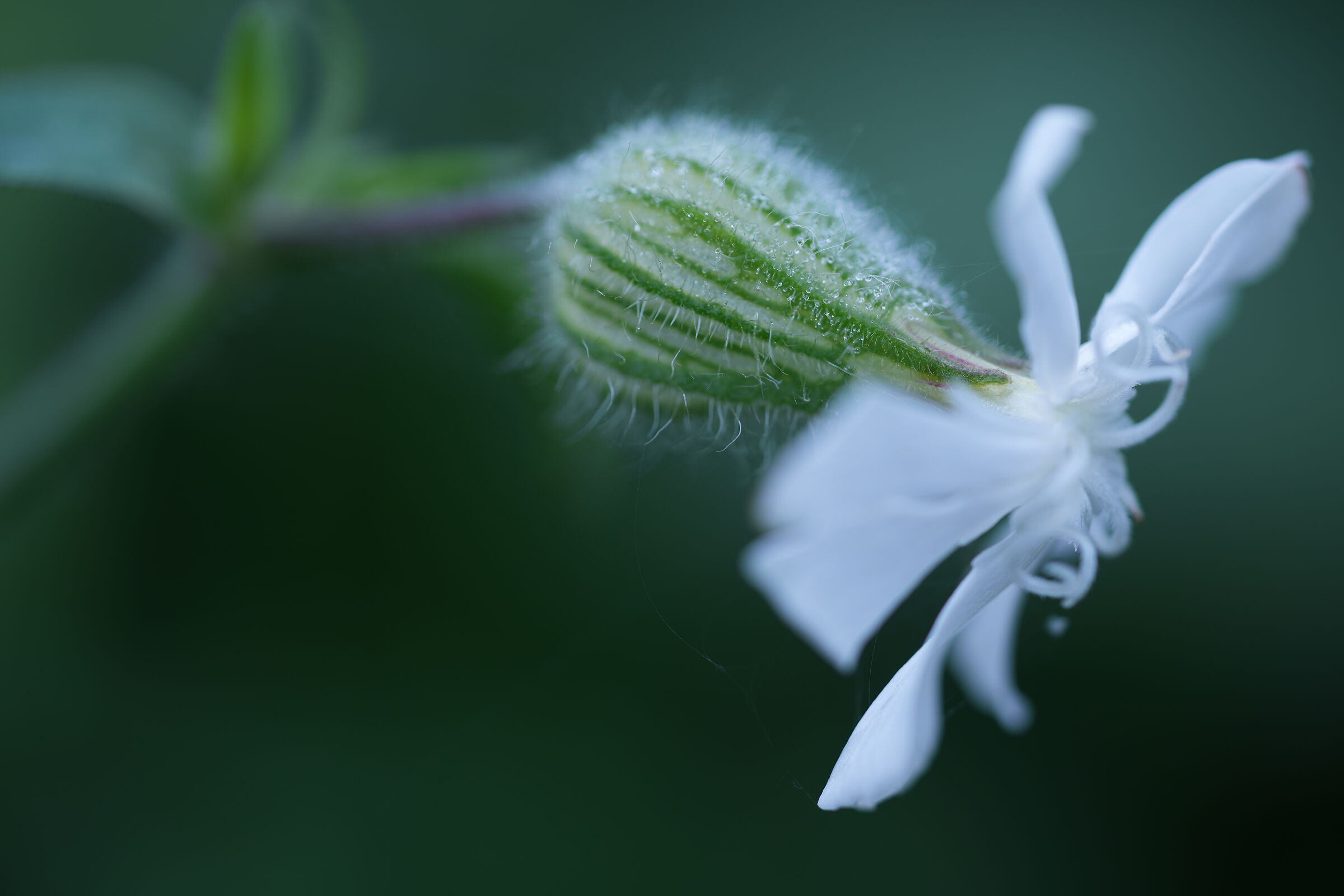 Silene Alba