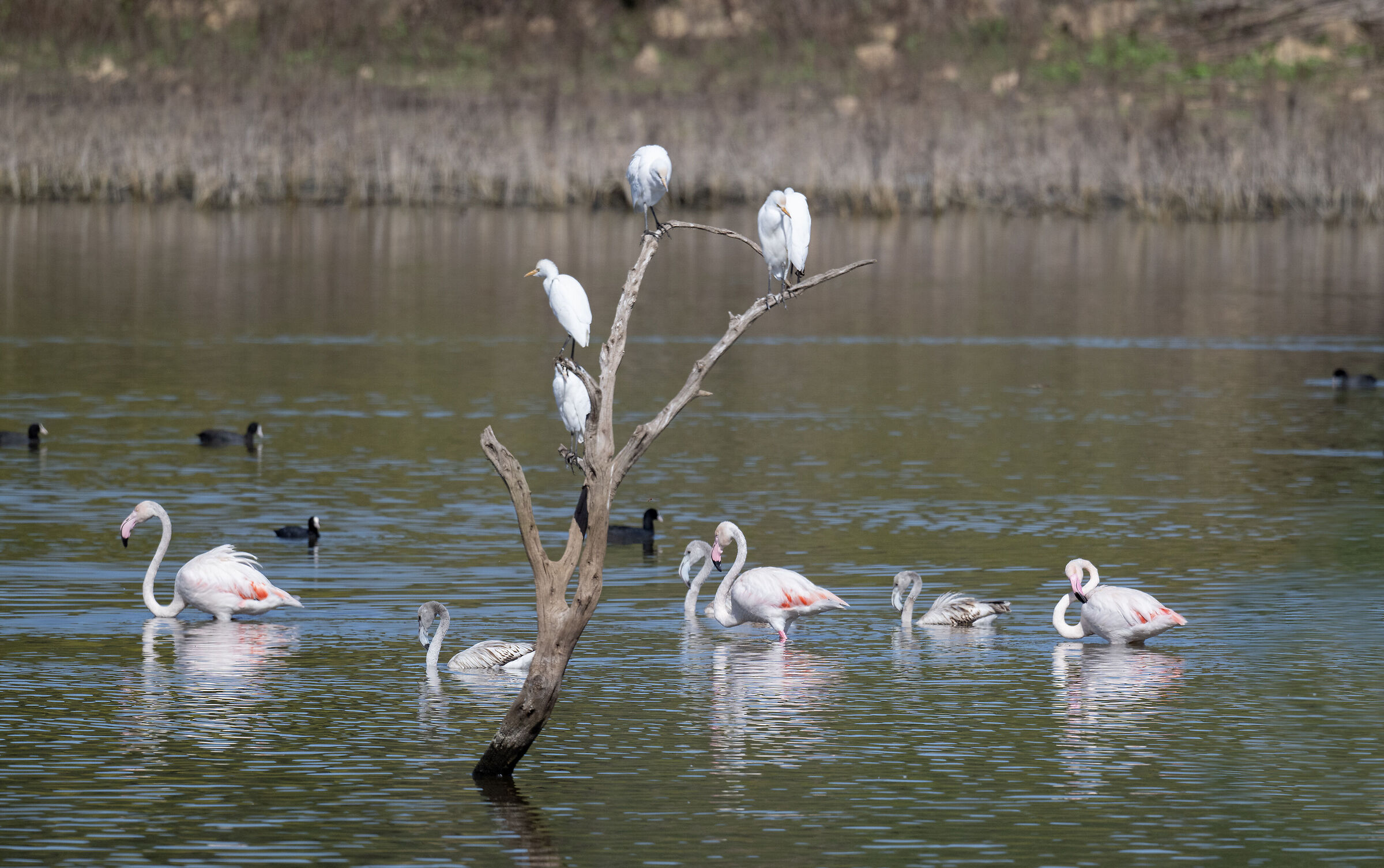 Pantano Leone,Sicilia