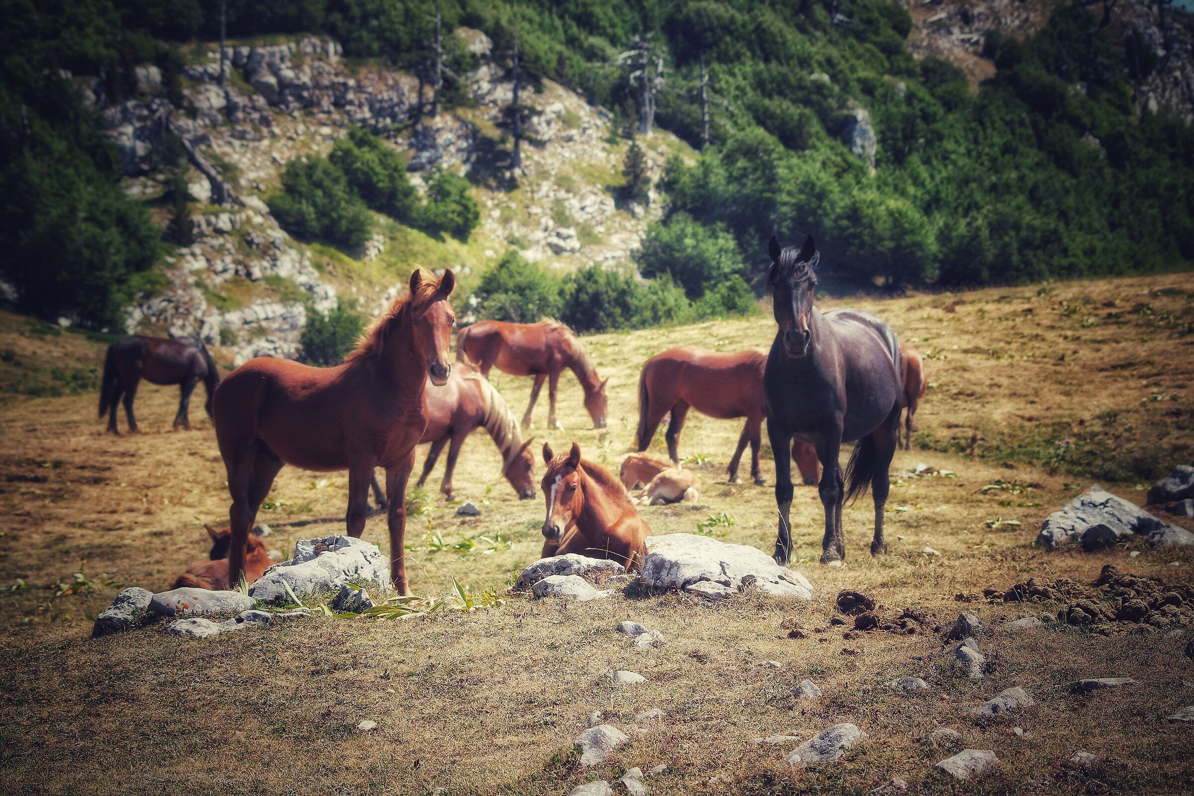 The wild horses of the pollino
