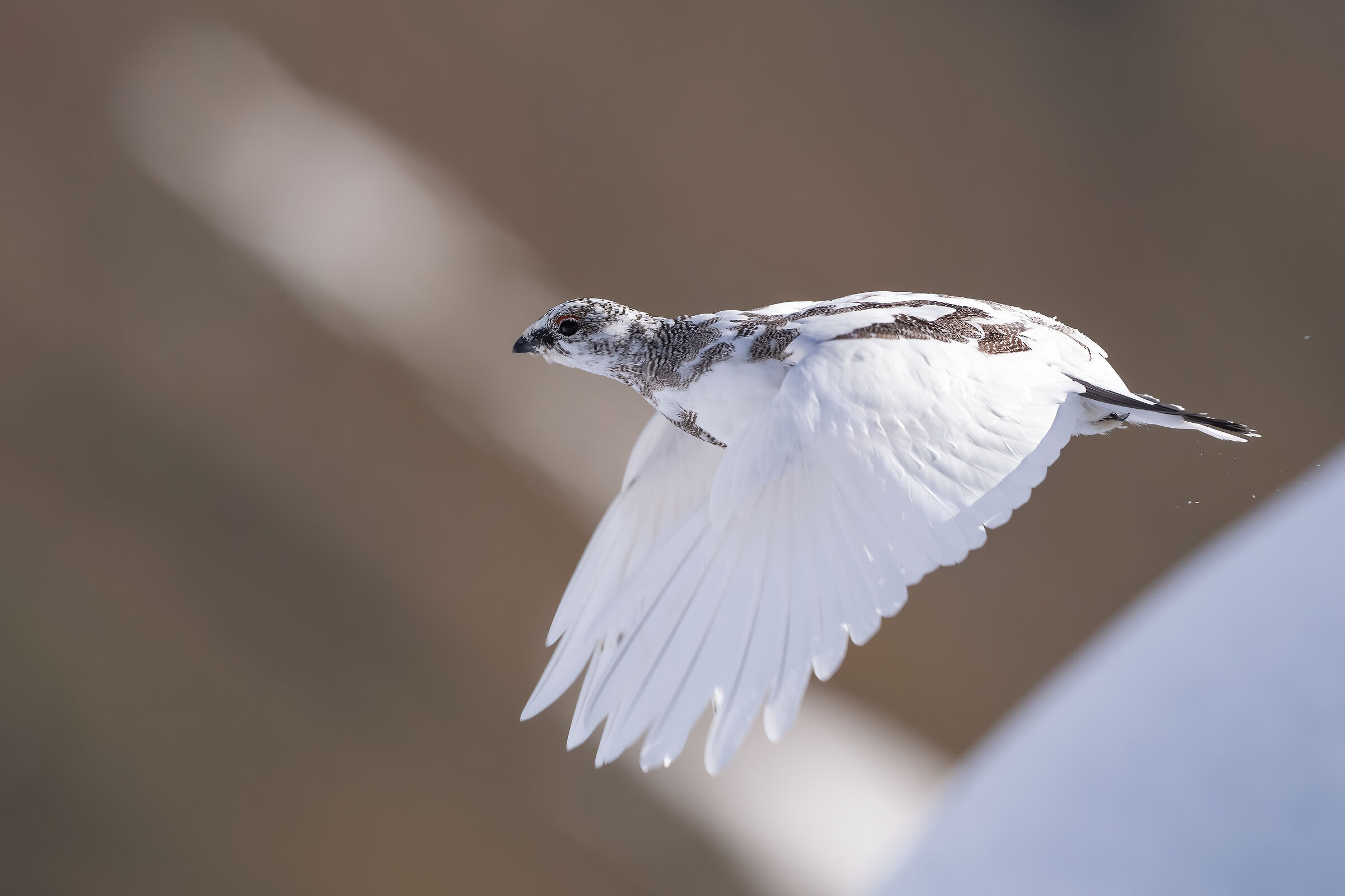 Ptarmigan