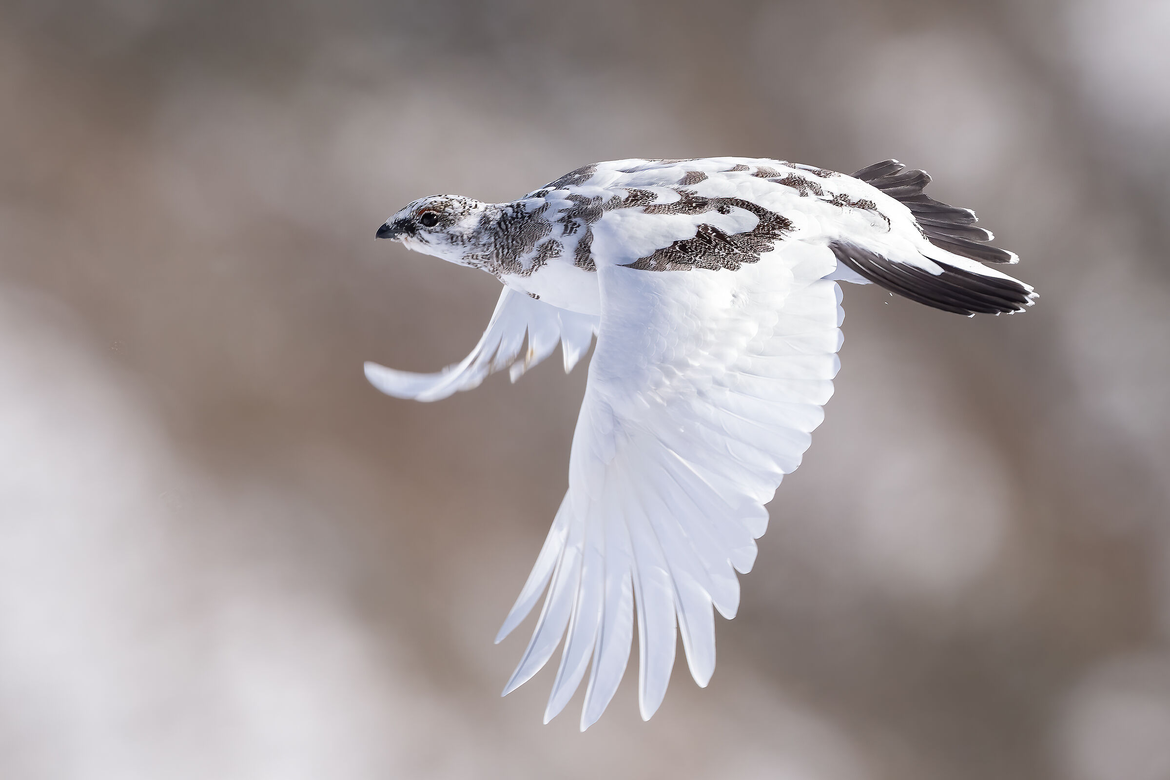 Ptarmigan