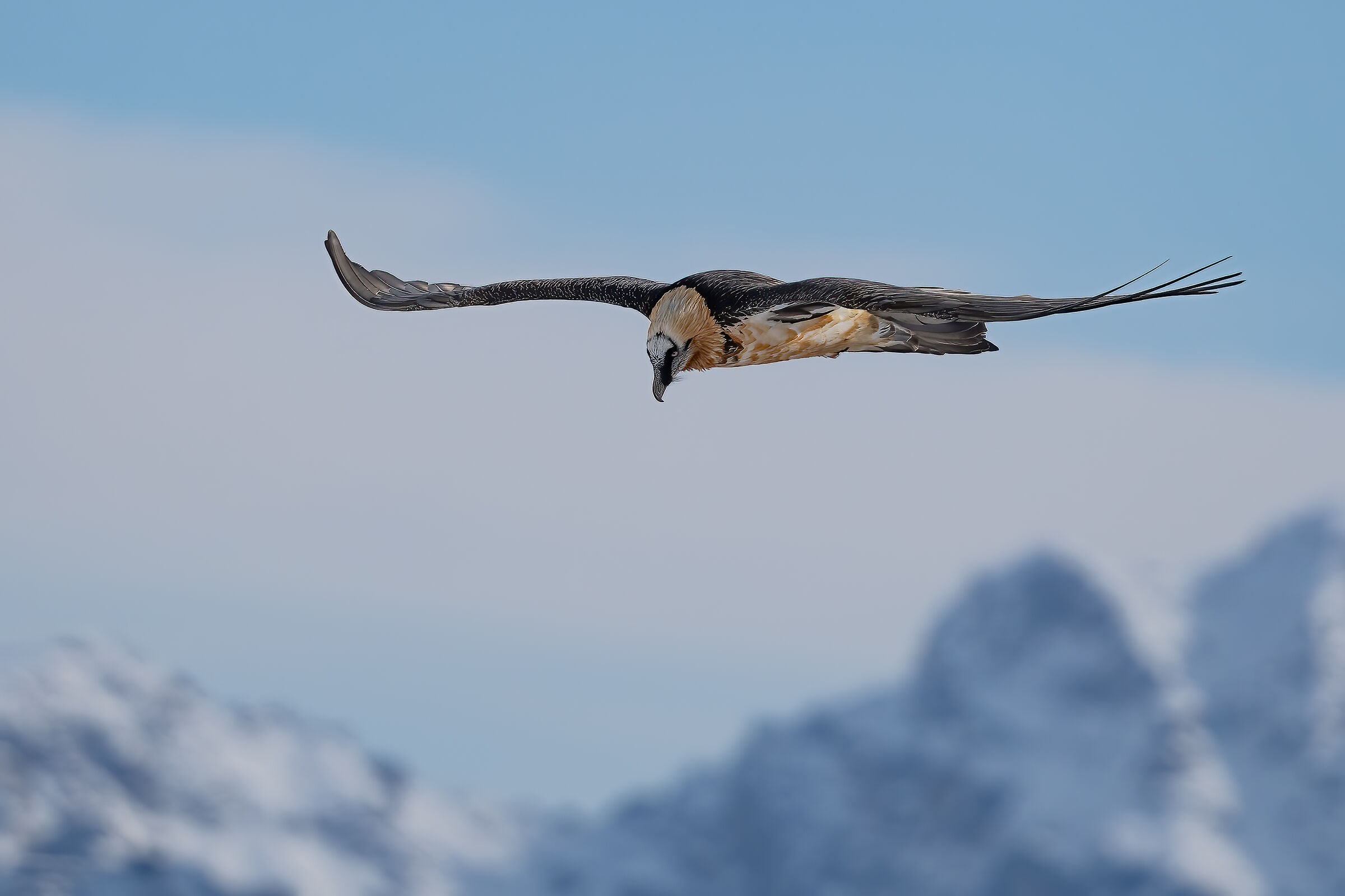 Bearded Vulture