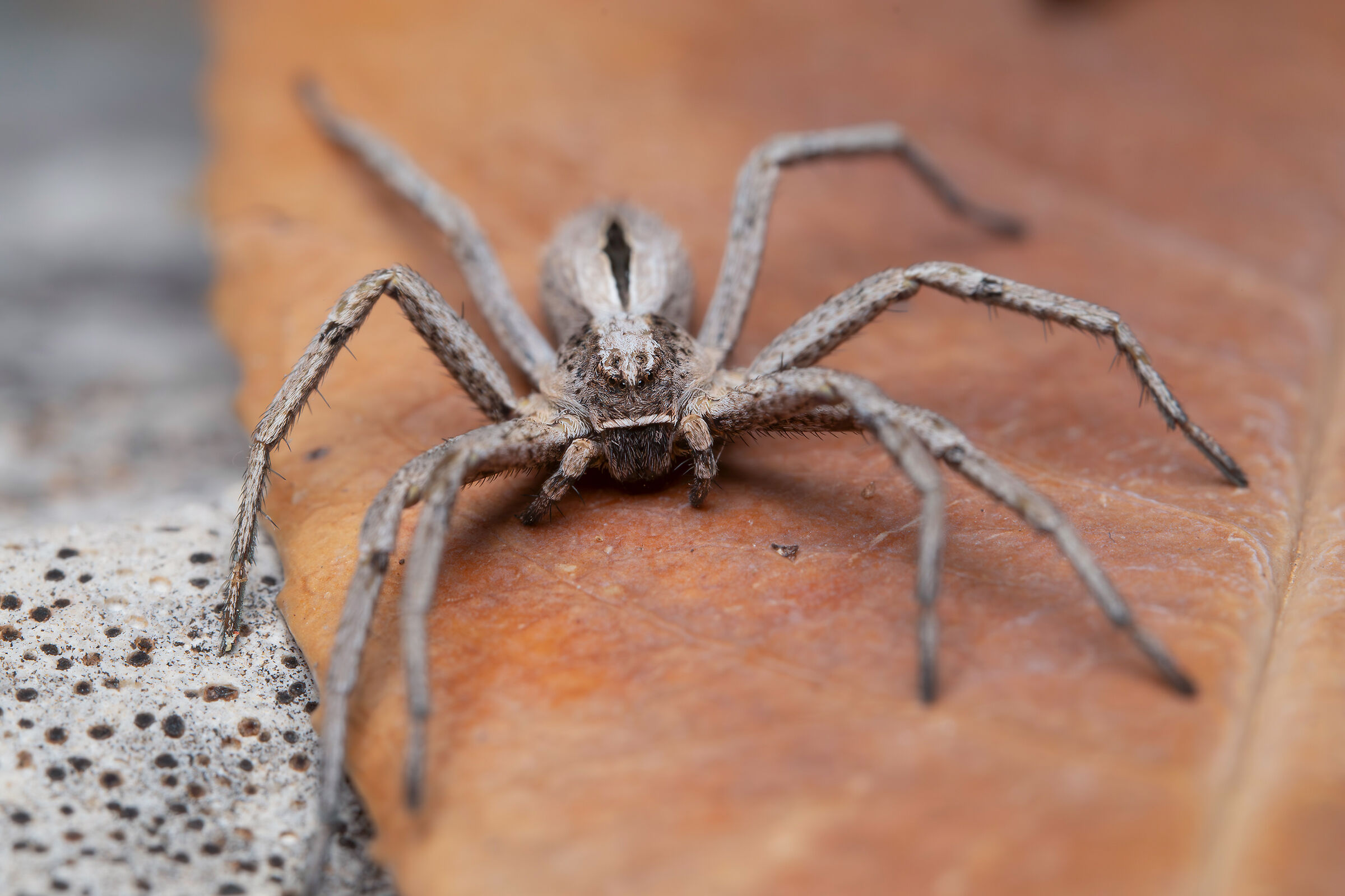 Giovane Pisaura sp. z o.o.