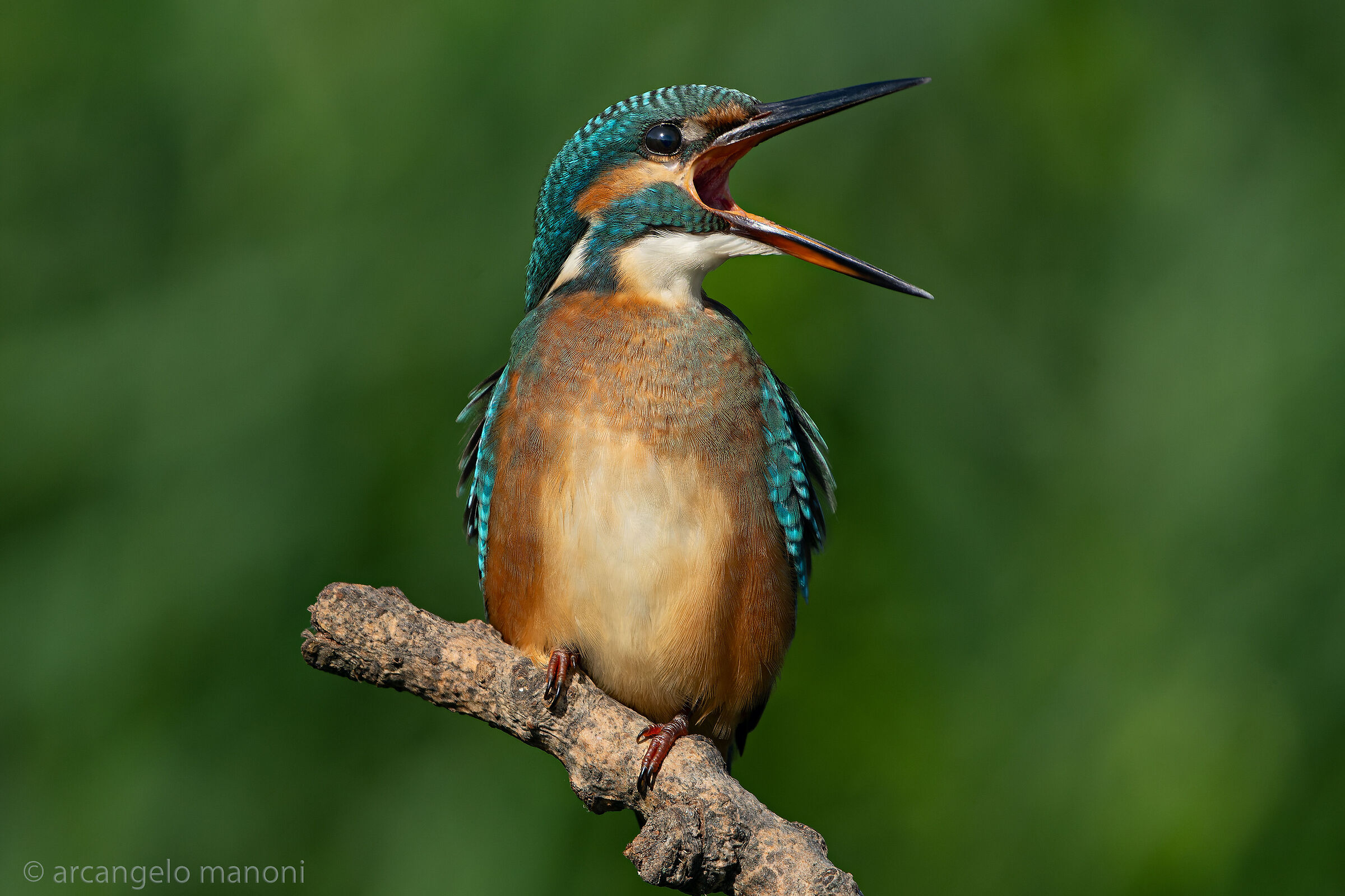 Martina: facci vedere le tonsille!