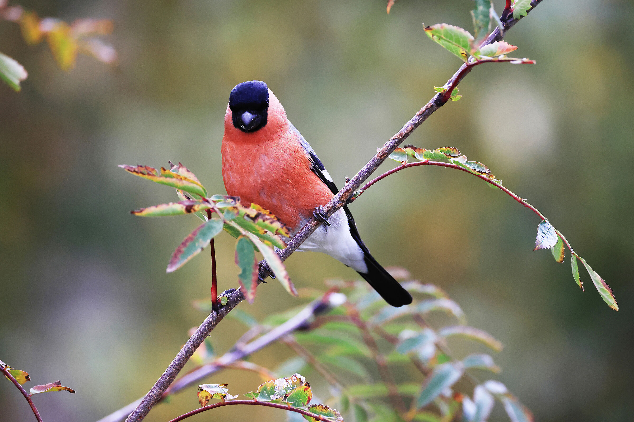 Eurasian bullfinch