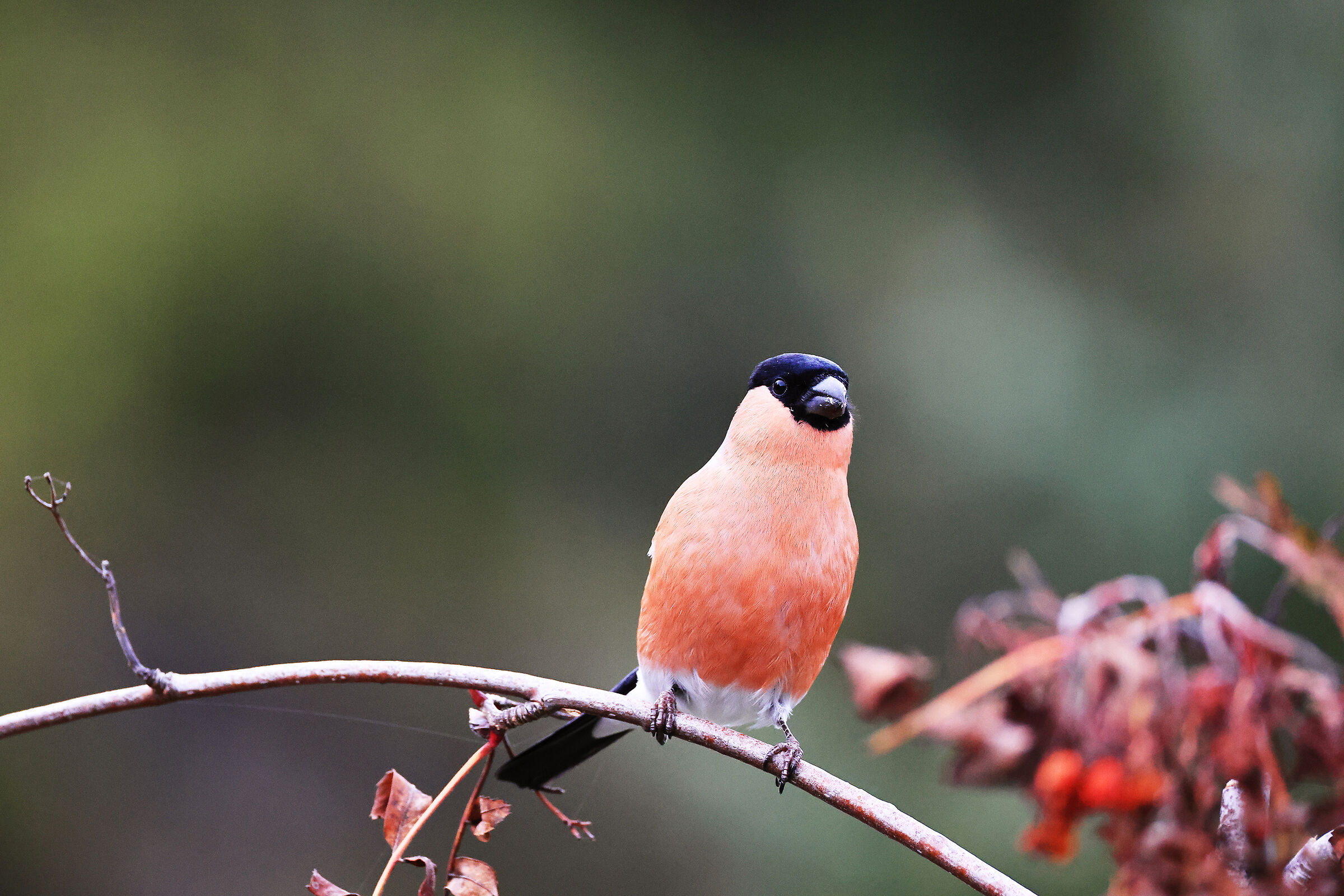 Eurasian bullfinch