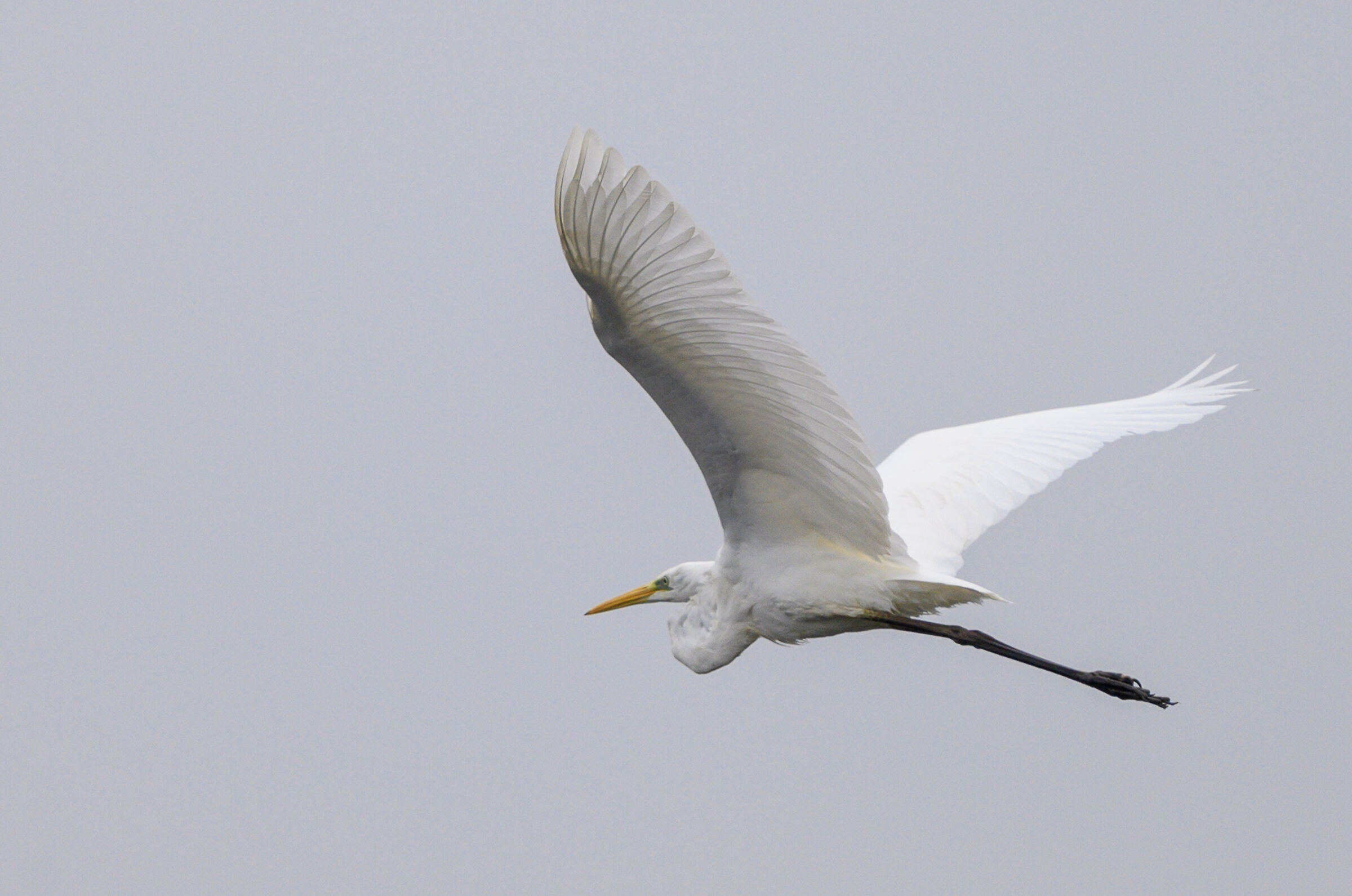 Airone bianco maggiore