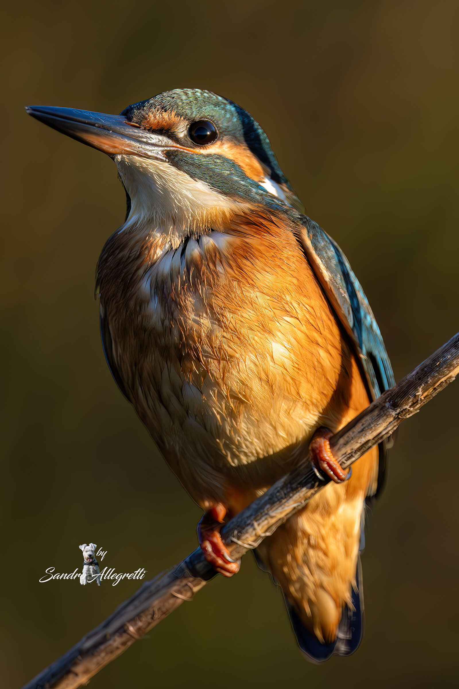 Il martin pescatore comune (Alcedo Atthis)