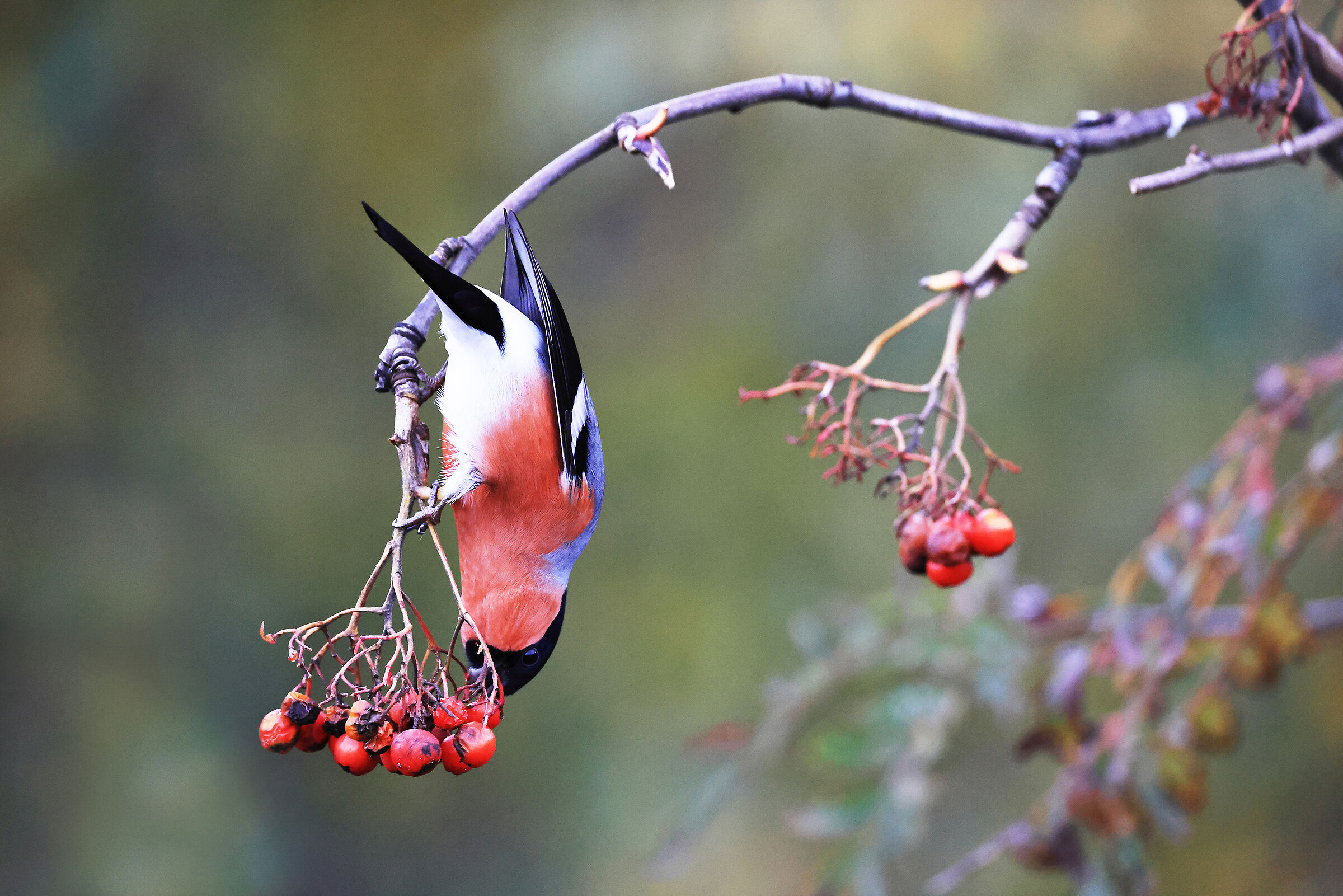 Eurasian bullfinch