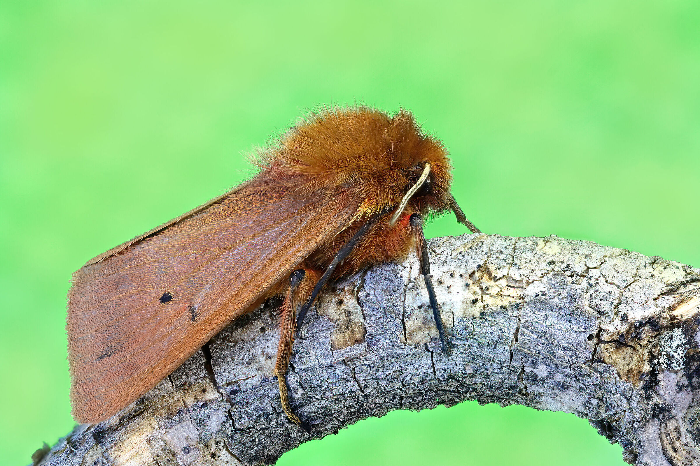 Phragmatobia fuliginosa