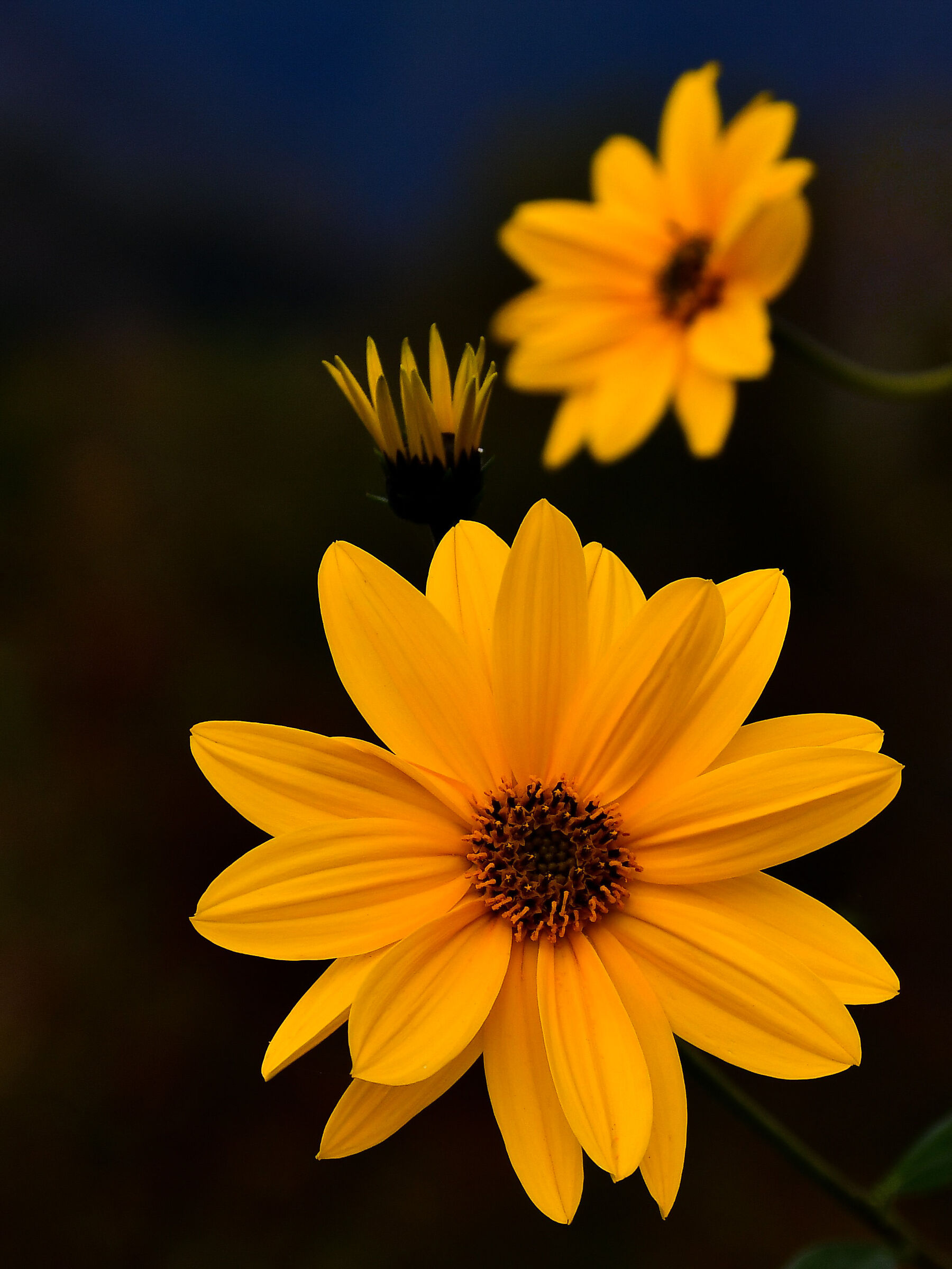 Heliantus tuberosus (topinambur)