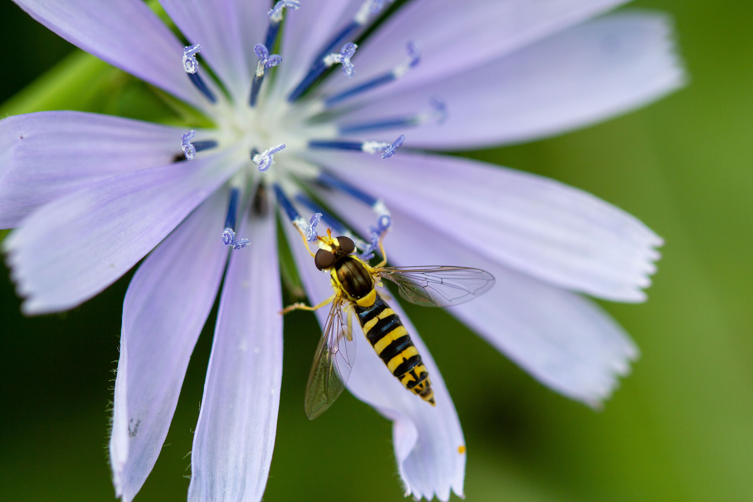 Impollinando...