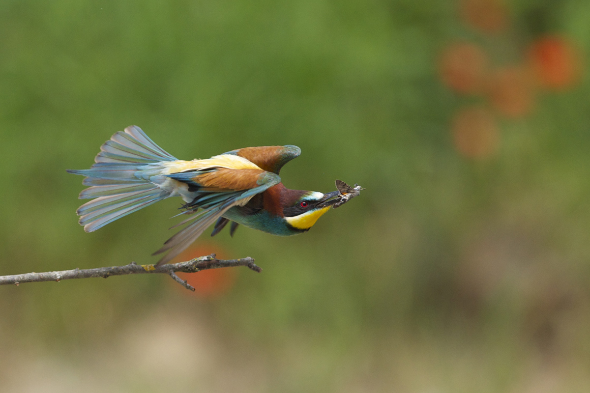 Riempio il giorno nell'attesa che le uova si schiudano!