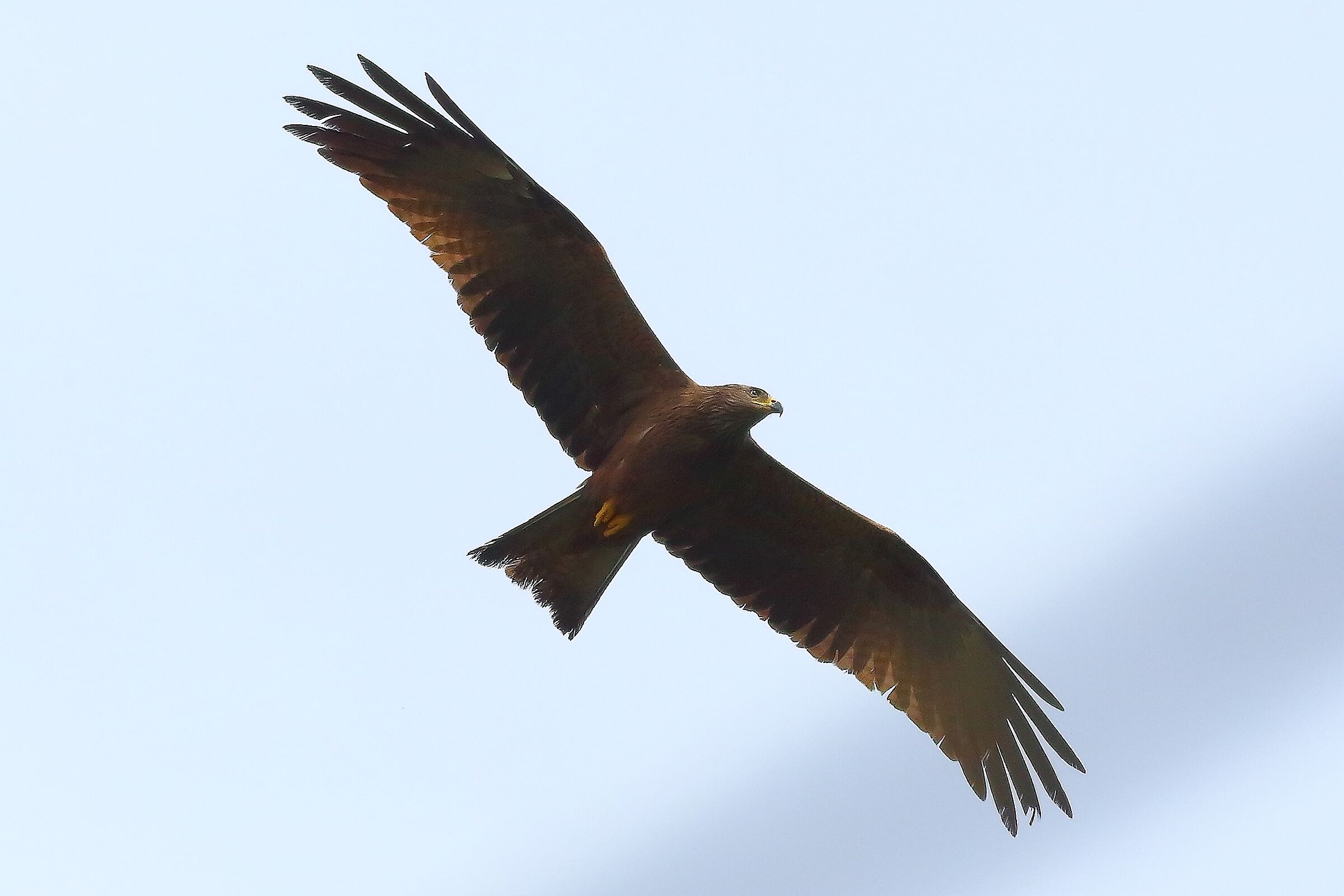 Nibbio bruno 03 maggio 2024 - 8589