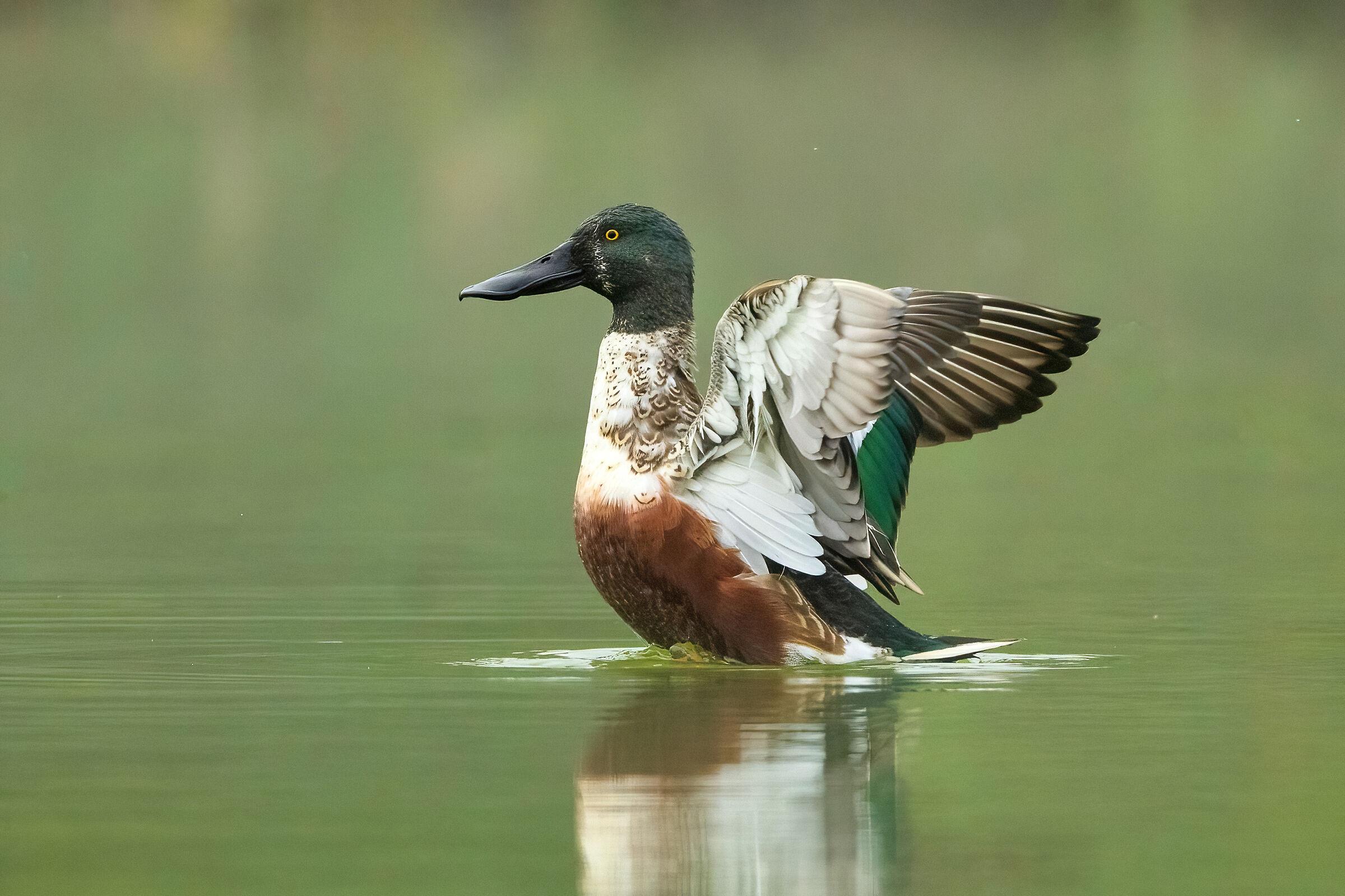 Maschio di Mestolone nella nebbia