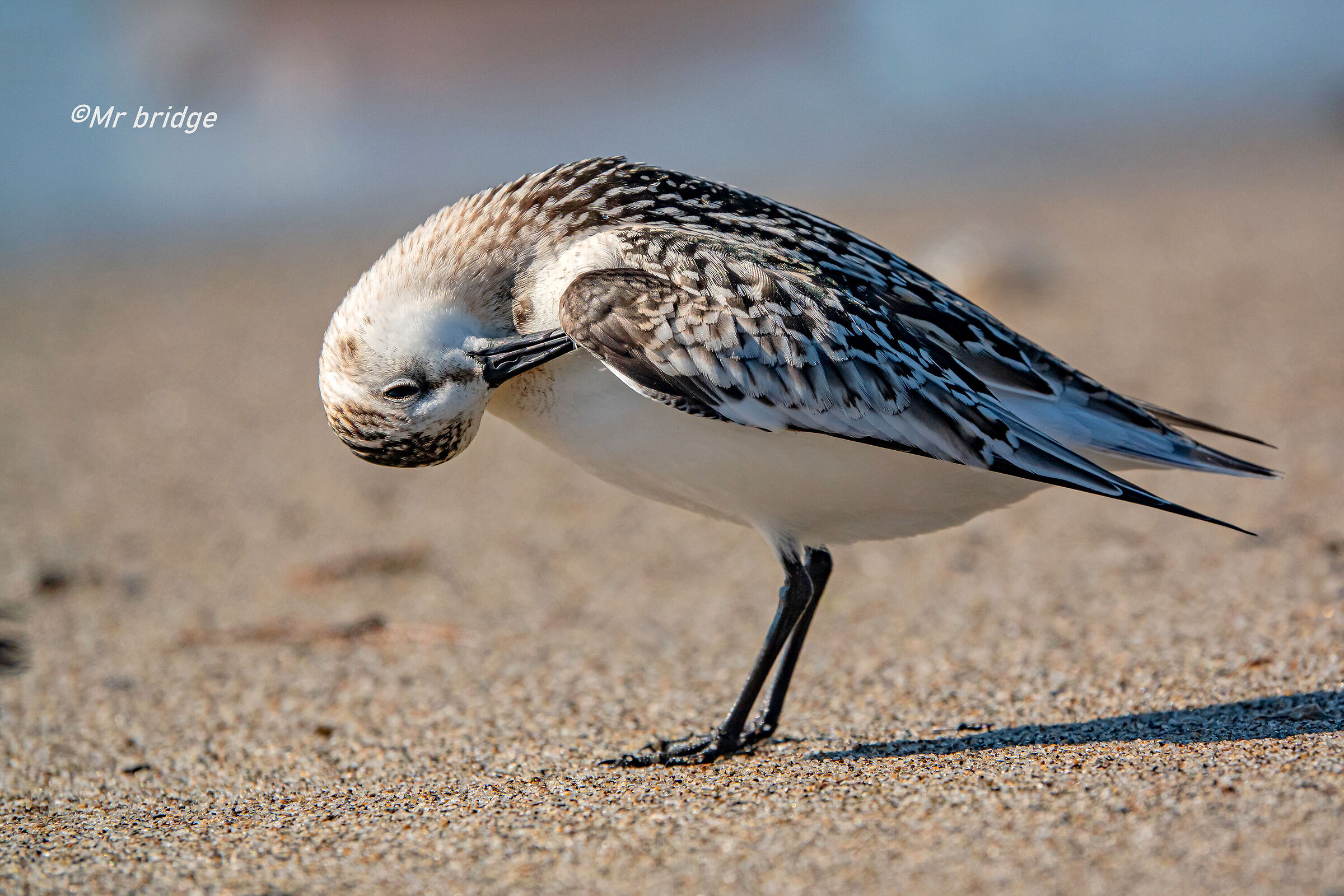 stessa spiaggia stesso mare