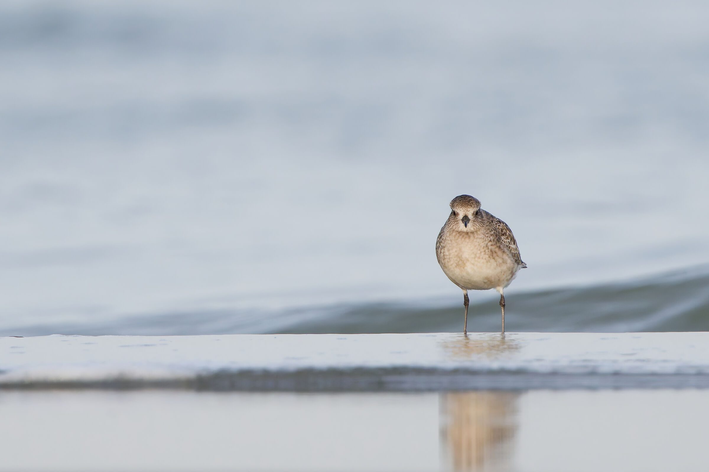 Pivieressa (Pluvialis squatarola)