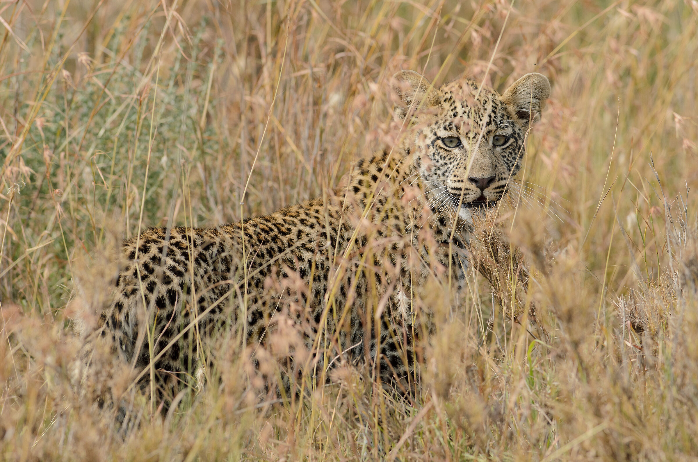 Baby leopard in the Serengeti