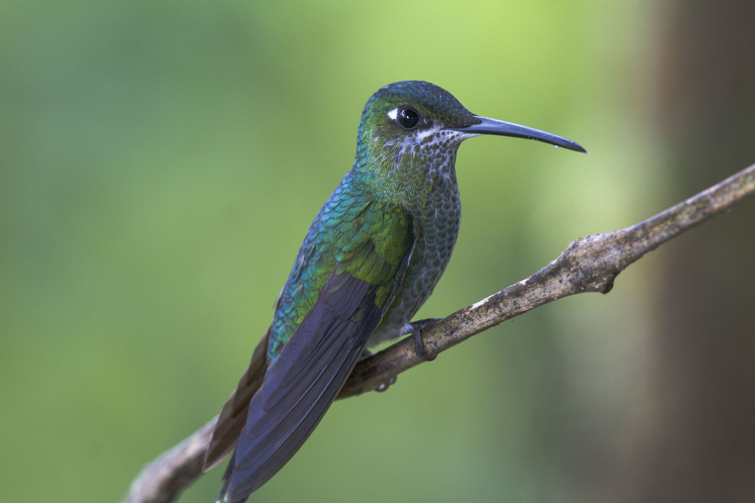 Green-crowned Brilliant (Heliodoxa jacula) Ecuador