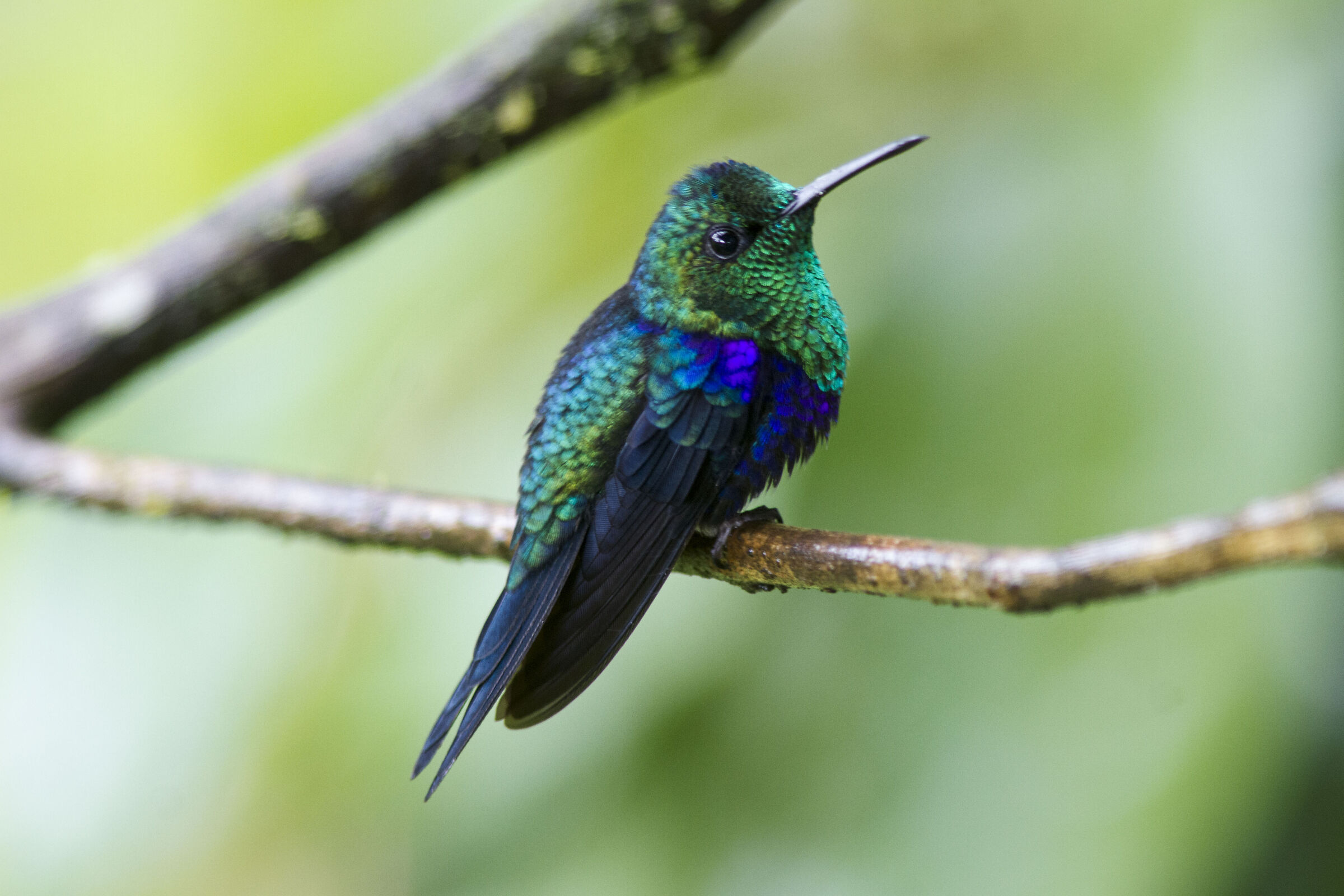 Fork-tailed Woodnymph (?) Thalurania furcata Ecuador
