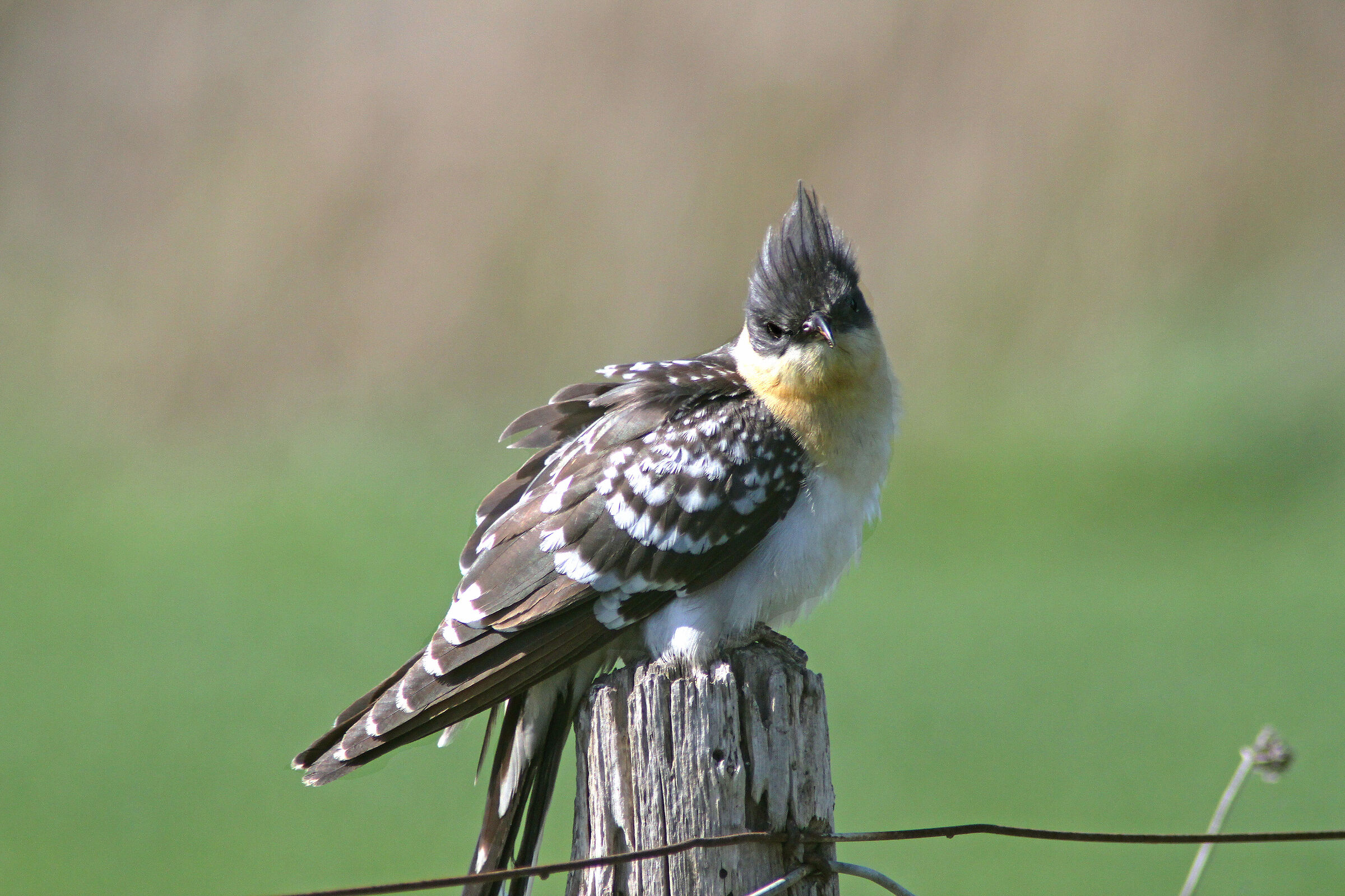 Tufted Cuckoo