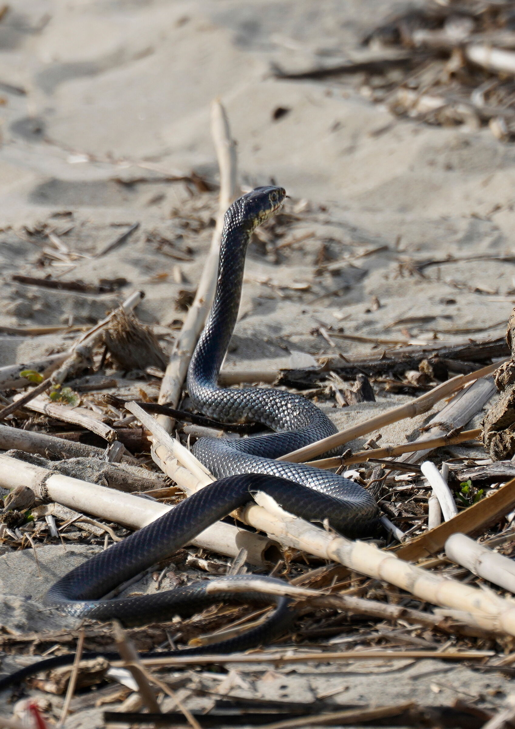 Black snake