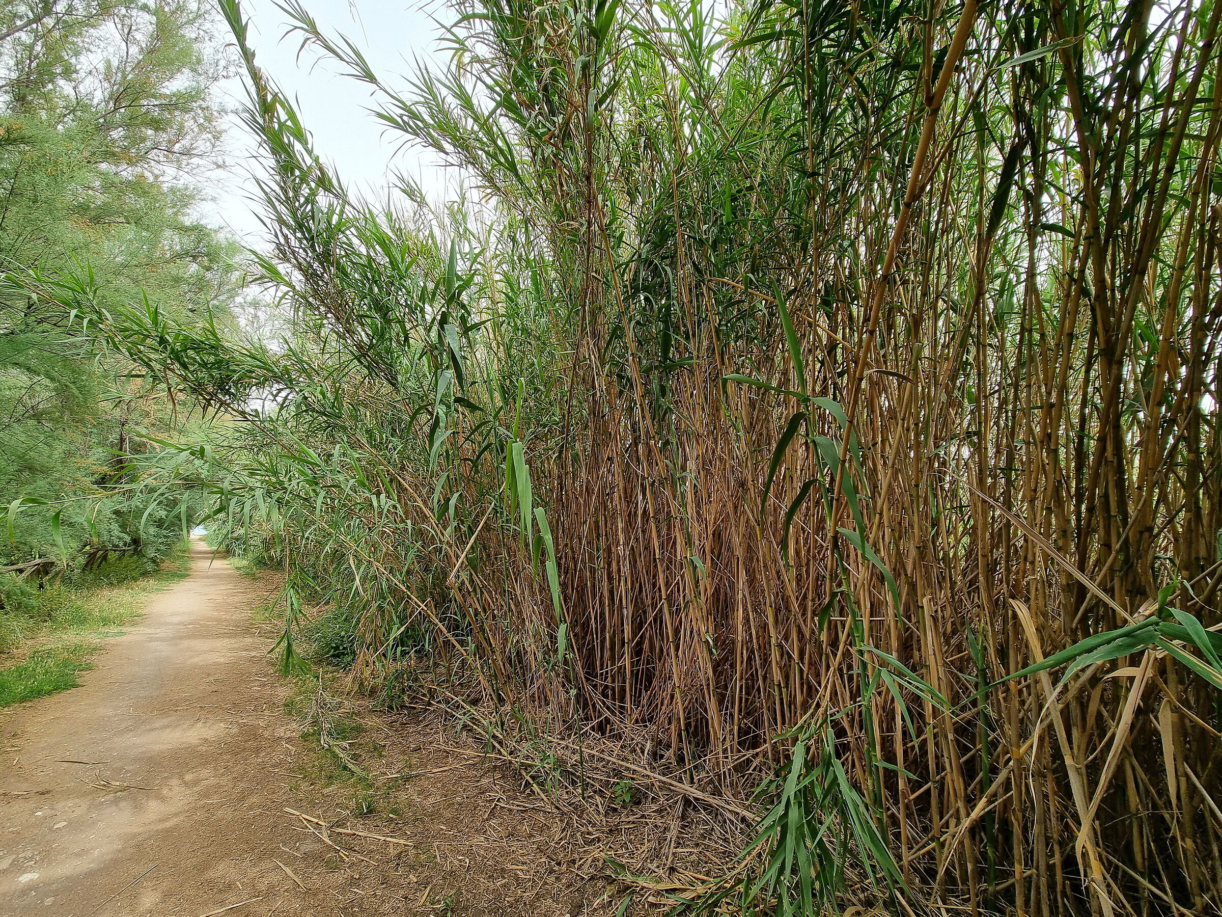 Maritime reeds