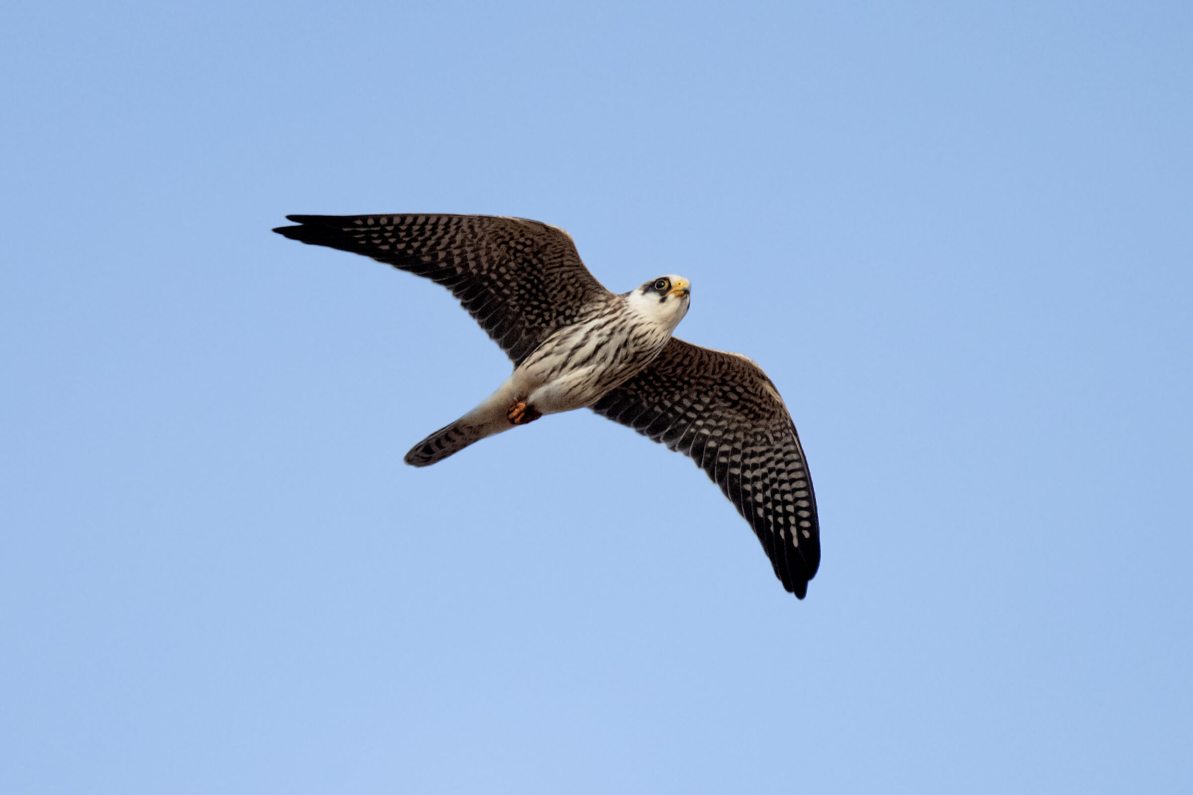 Cuckoo Falcon