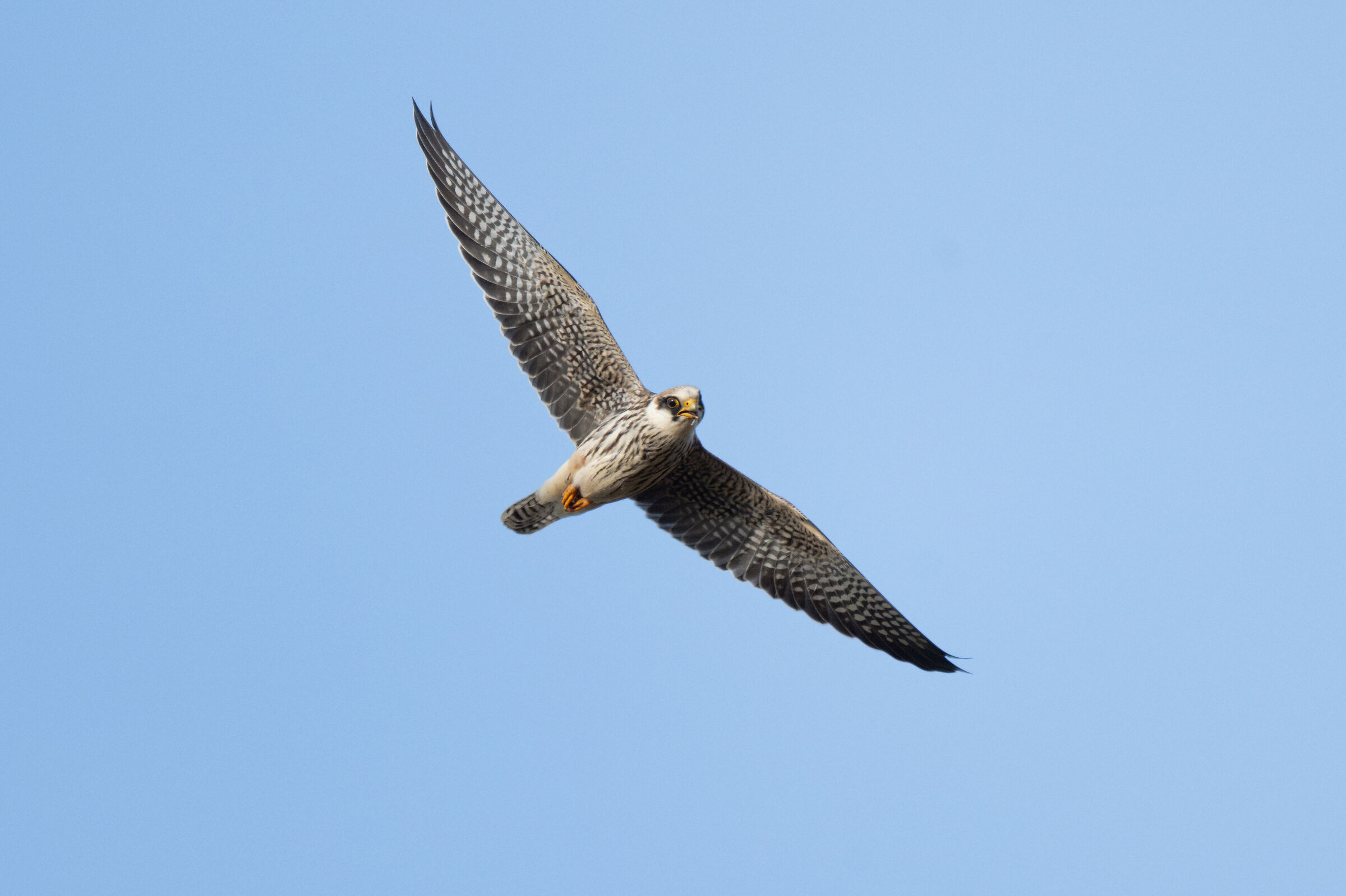 Cuckoo Falcon