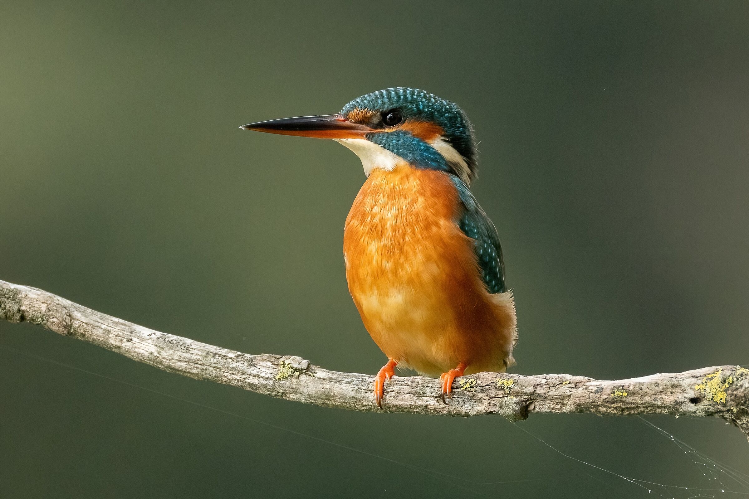 Kingfisher