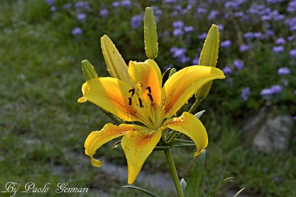 yellow lilium
