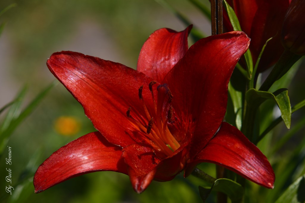 red lilium