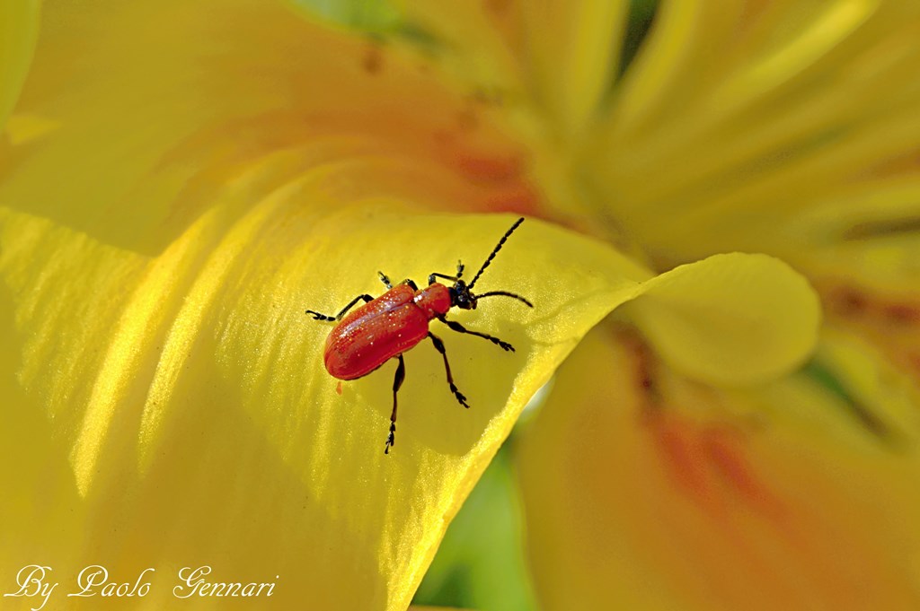 walking above the petals 1
