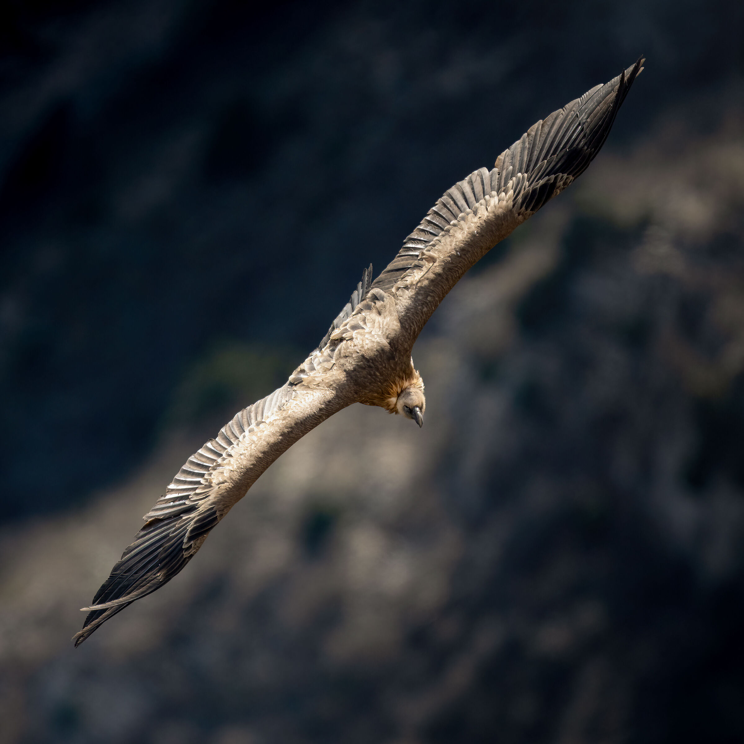 Griffon Vulture - Gorges du Verdon
