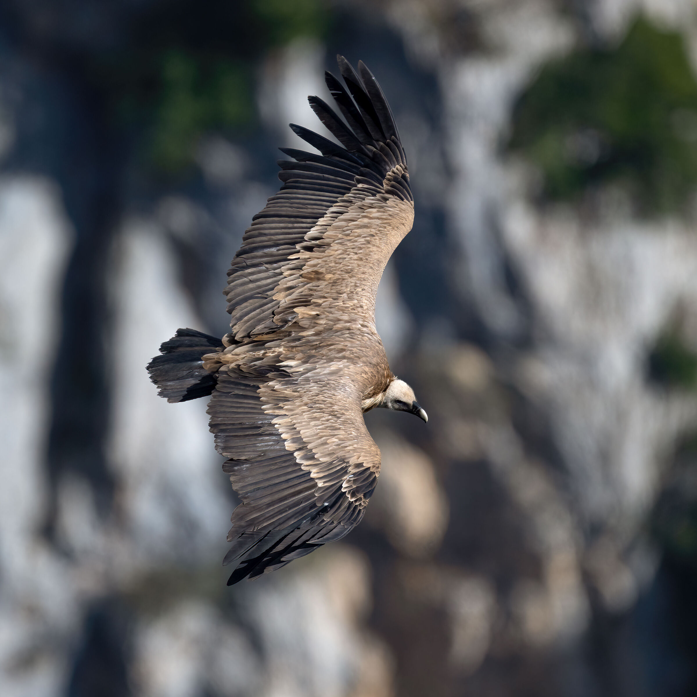 Griffon Vulture - Gorges du Verdon