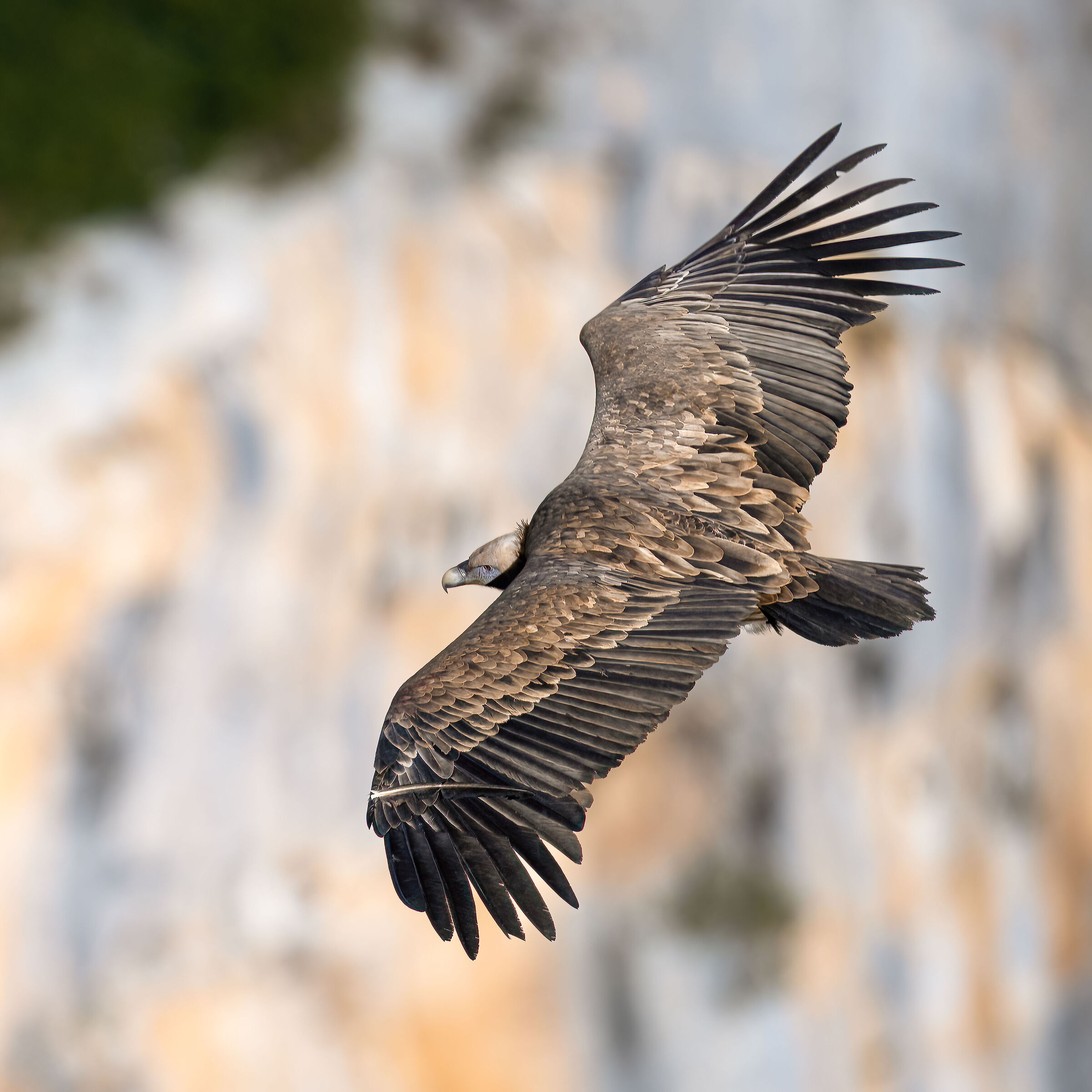 Griffon Vulture - Gorges du Verdon