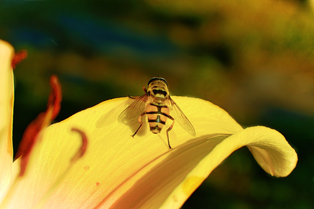 walking above the petals 2