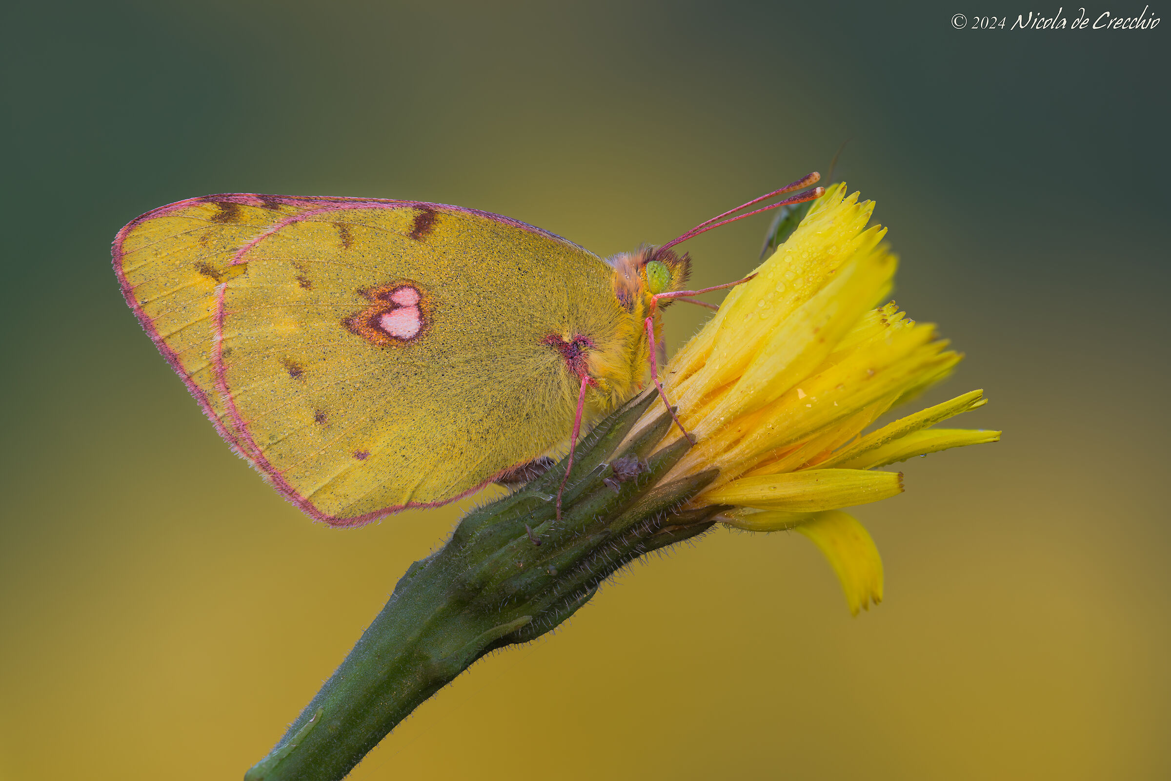 Colias