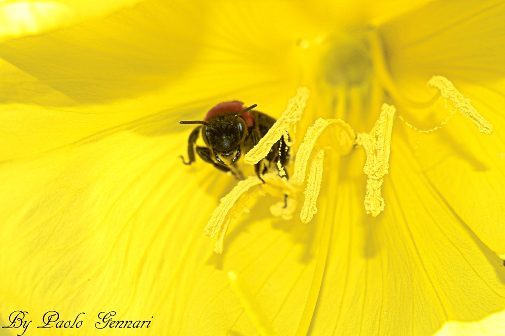 walking above the petals 3